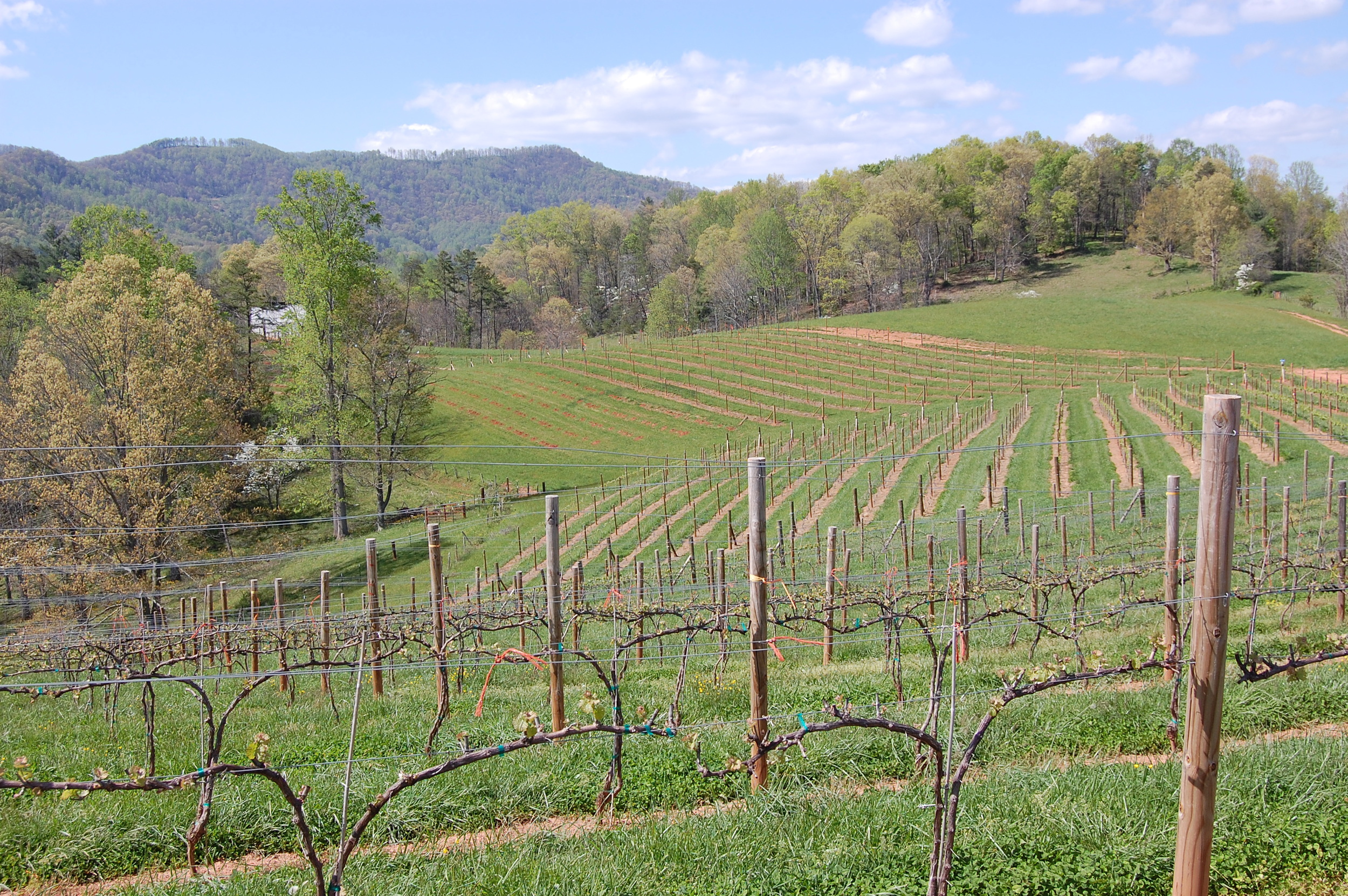 Bud break 2012