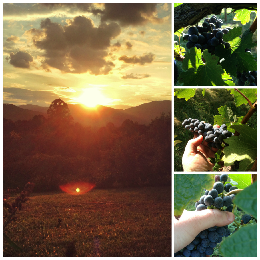 Crush 2016, harvesting the Cabernet Sauvignon