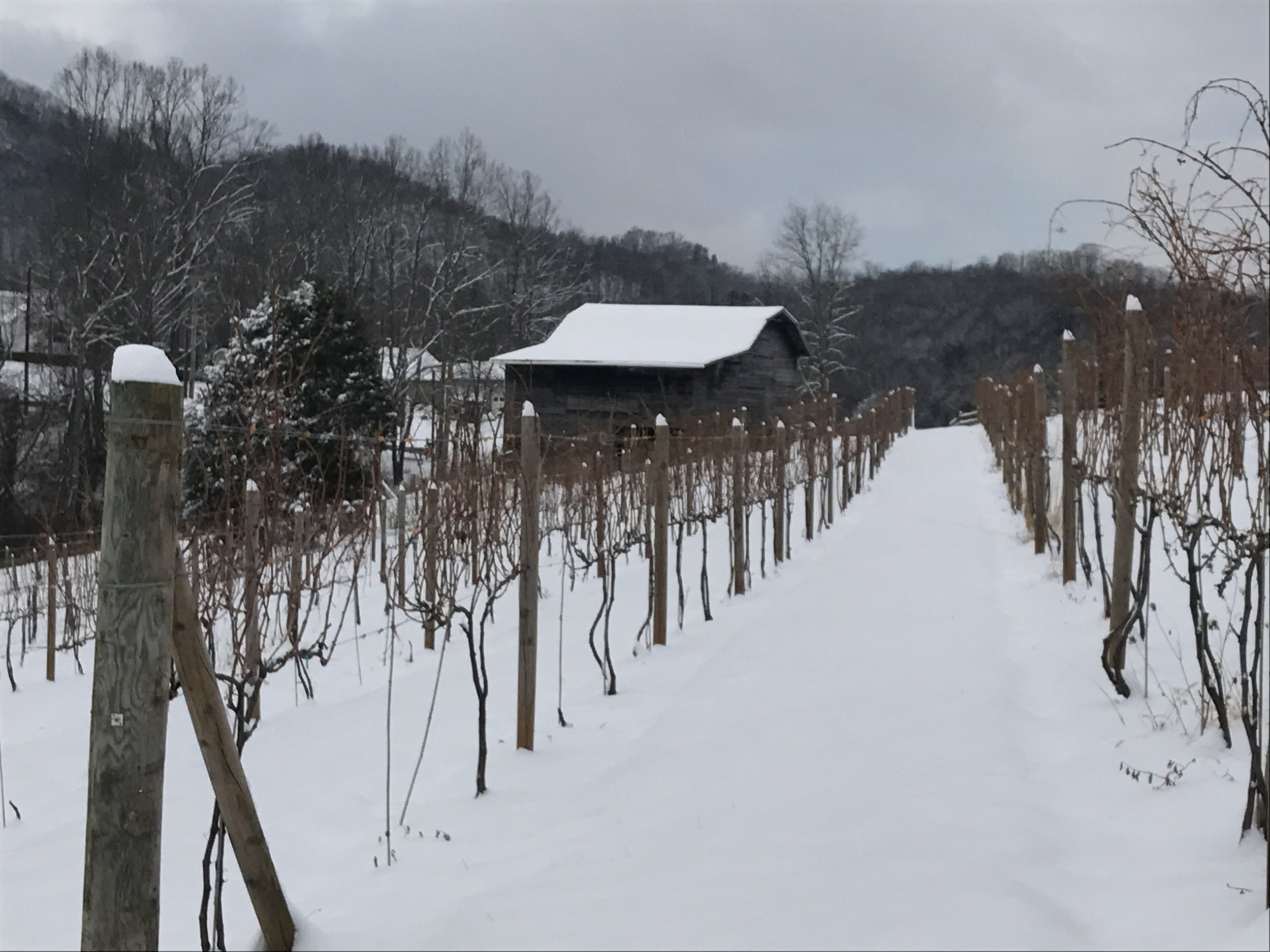 Snow in the vines, 7 Jan 2017