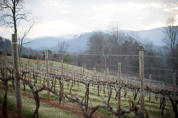 Vineyard view, 1 March 2016. 
