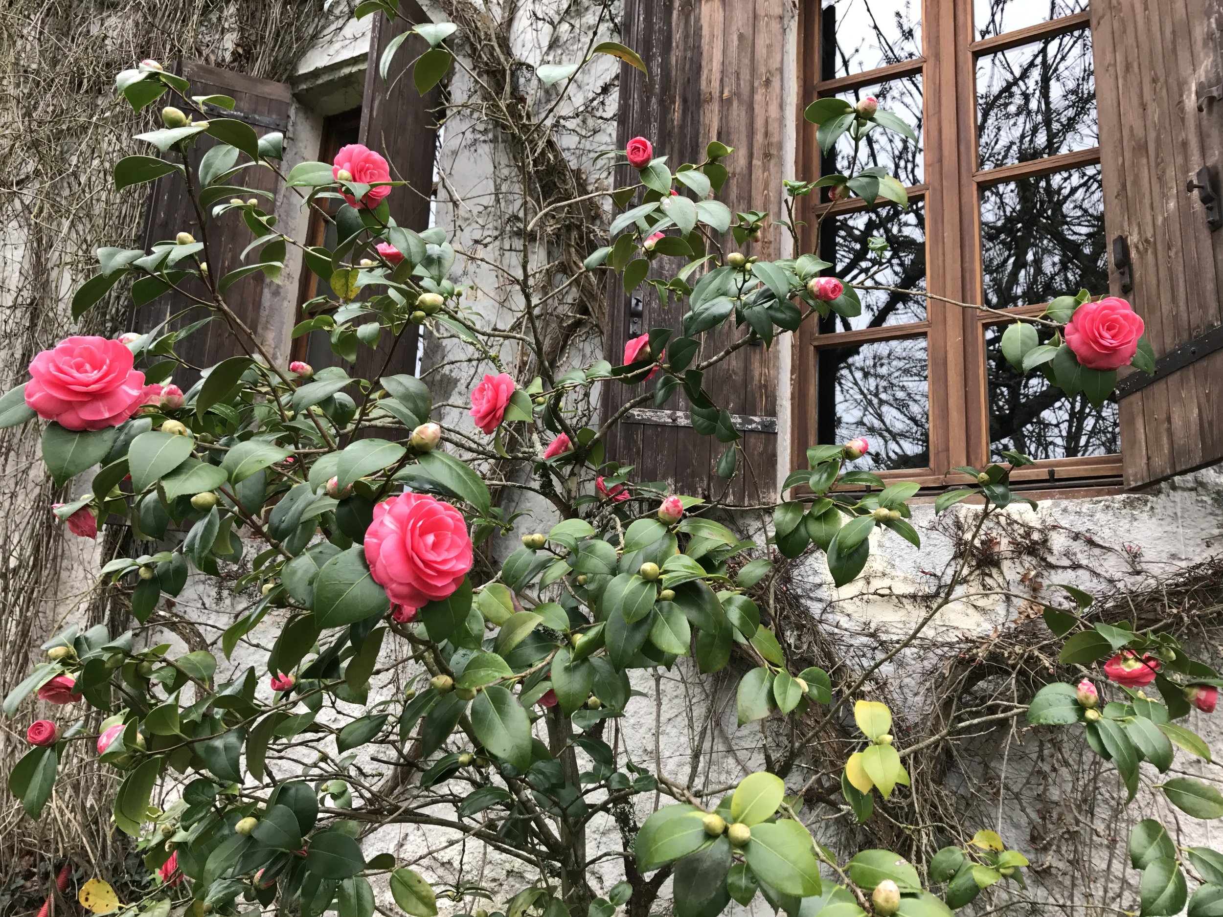 Roses at Mamie et Papi