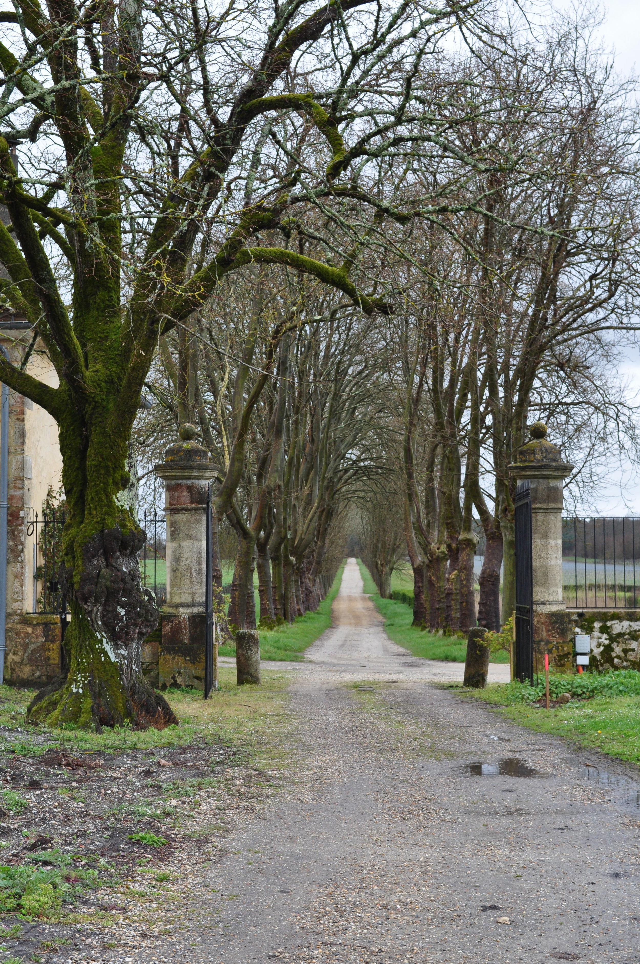 The Roman road at Chateau Guiraud