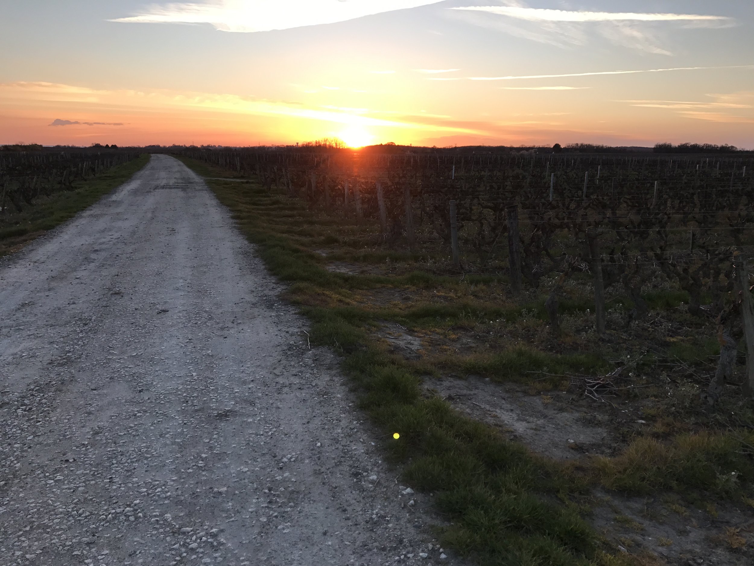 Sunset in the vineyards of Vouvray