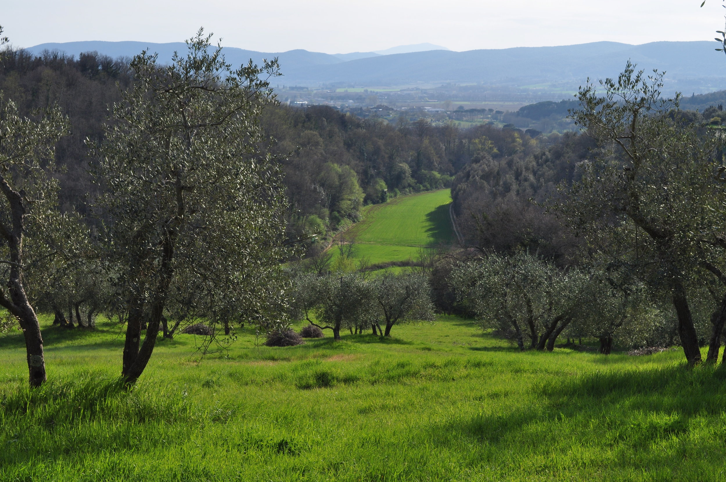 Olive grove at Terra Rossa, just outside of Siena