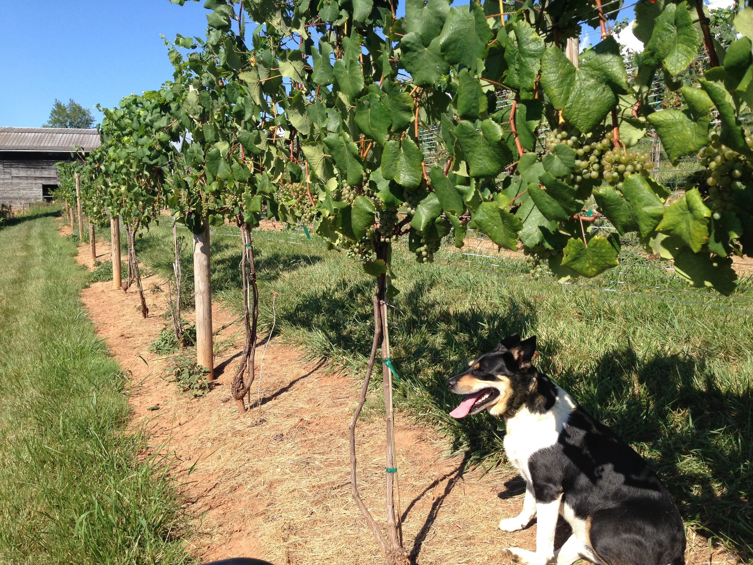 Sam in the 2016 Petite Manseng, keeping an eye open for turkeys