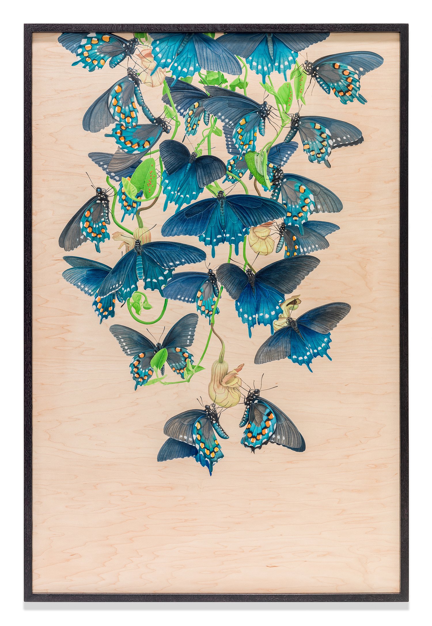 California Pipevine Swallowtail Butterflies, 48.5” x 29”, acrylic on maple panel, 2017