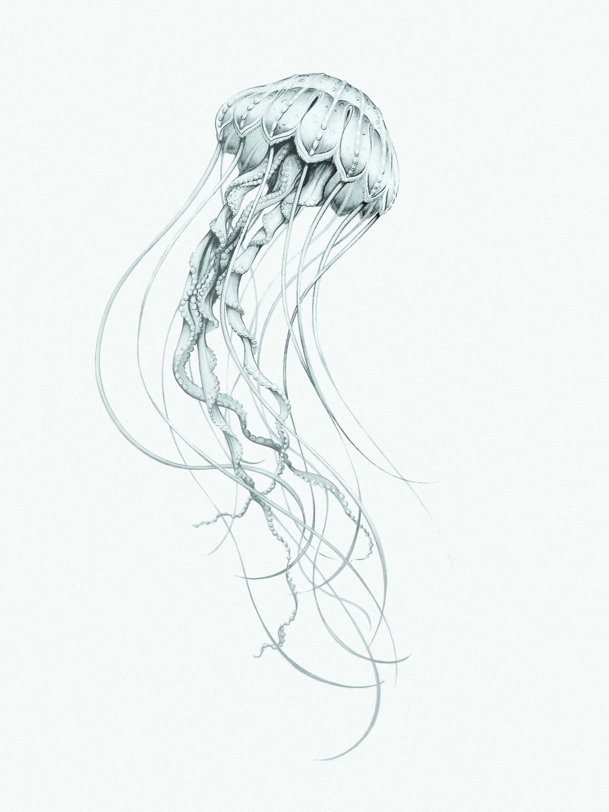 Jellyfish Study, 18" x 24", pencil on paper, 2006