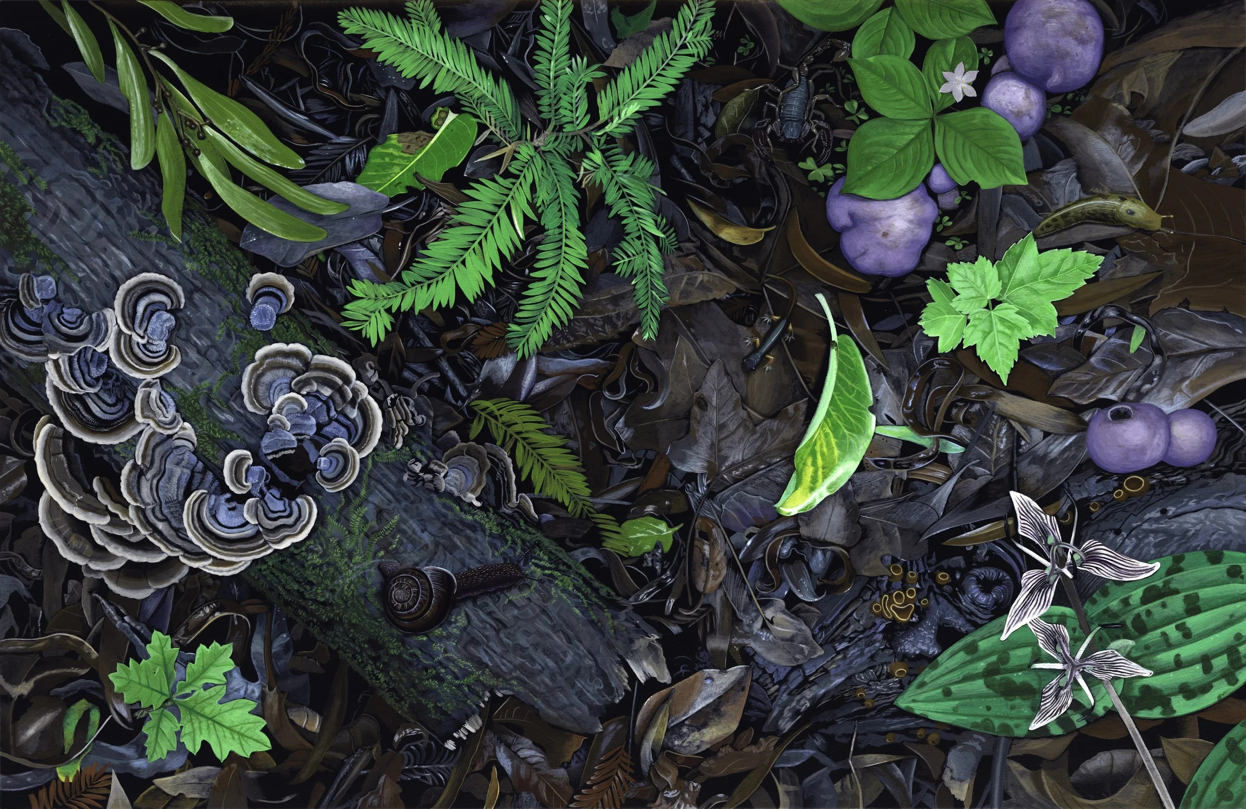 Redwood Forest Floor