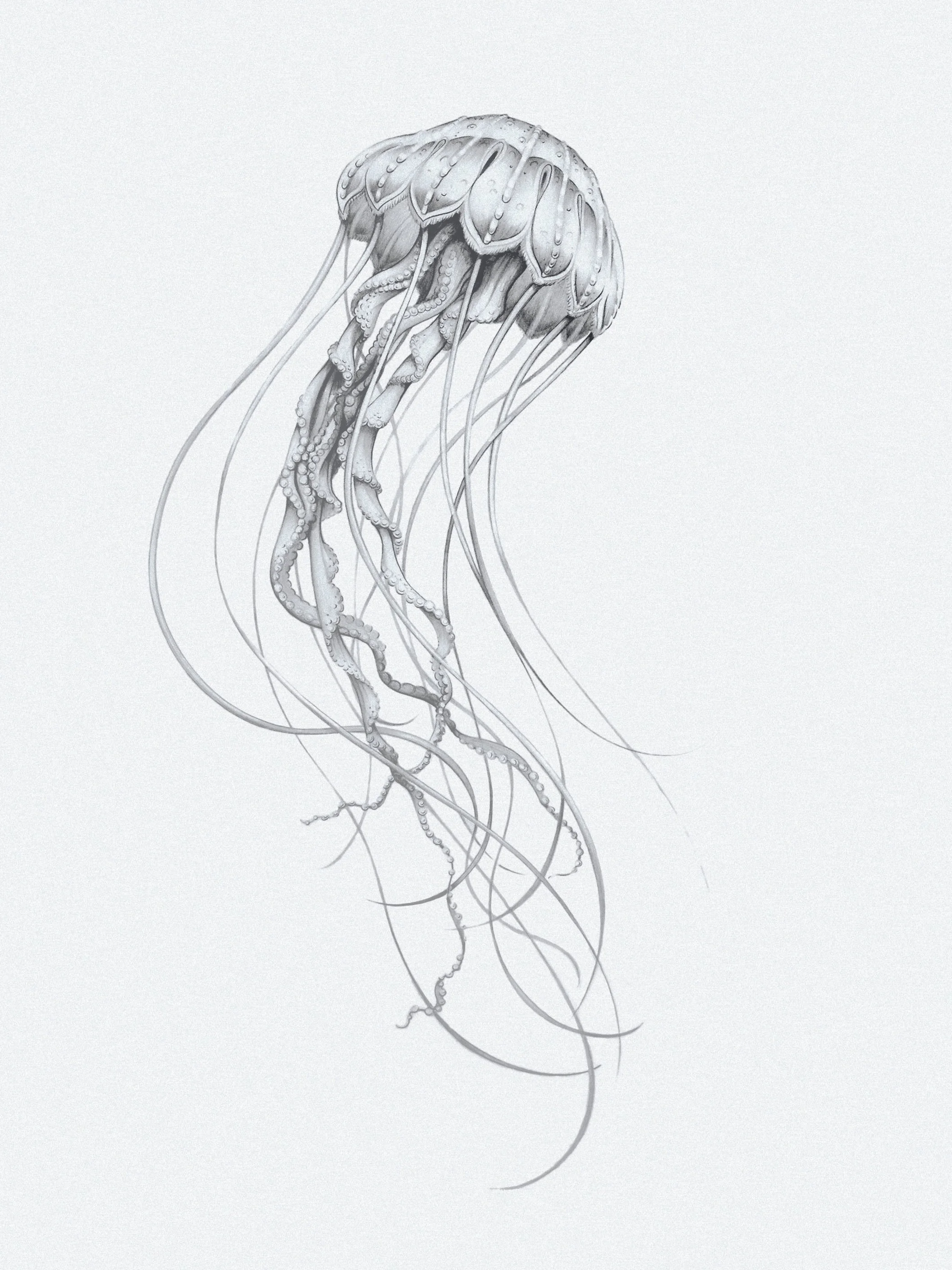 Jellyfish