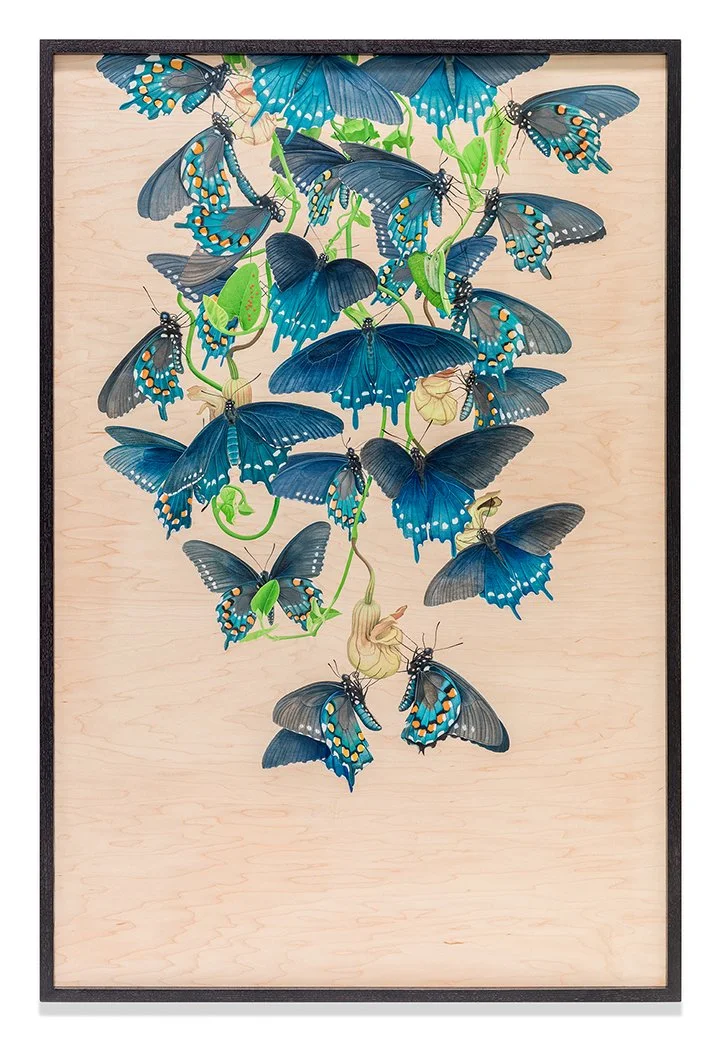 Swallowtail Butterflies