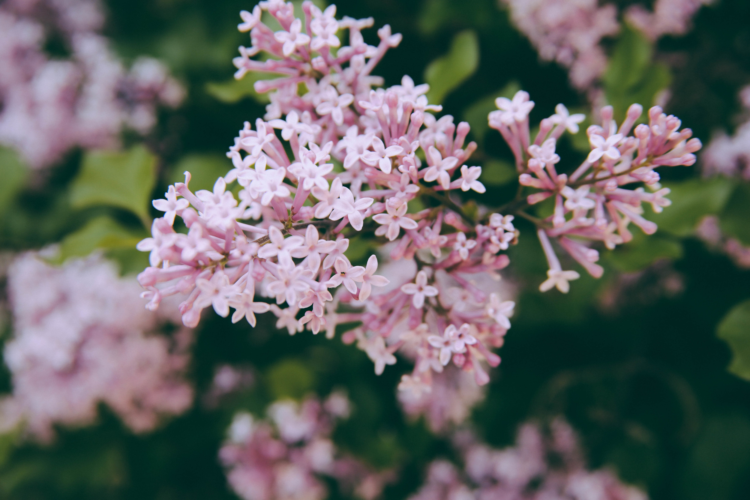 Ohio Flowers-4.jpg