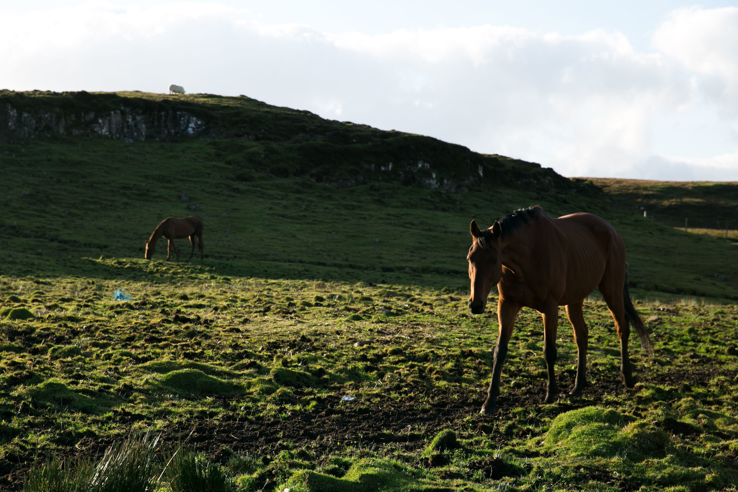 Scotland-0615.jpg