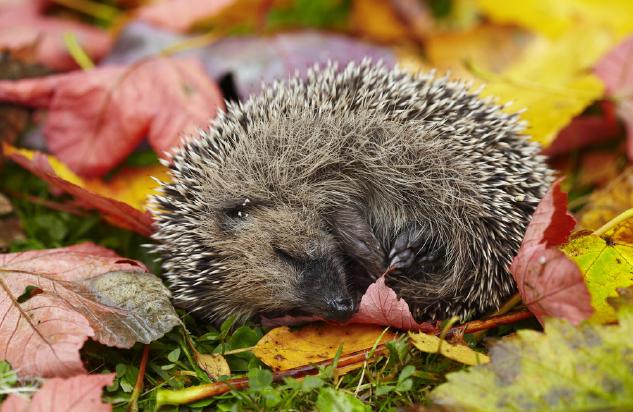 igel-winterschlaf-11008.jpg