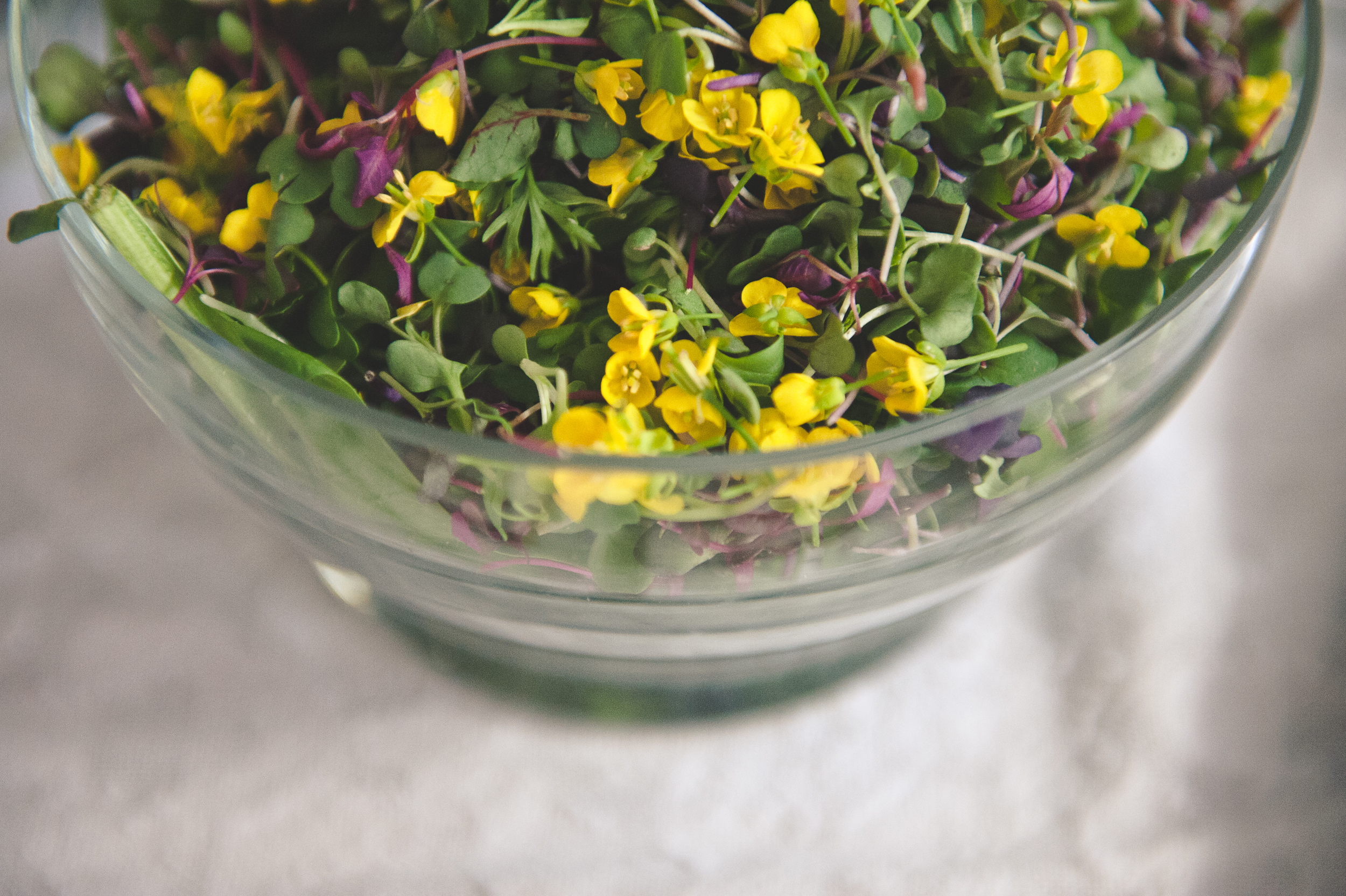 micro green and mustard flower salad: edible flower menu 