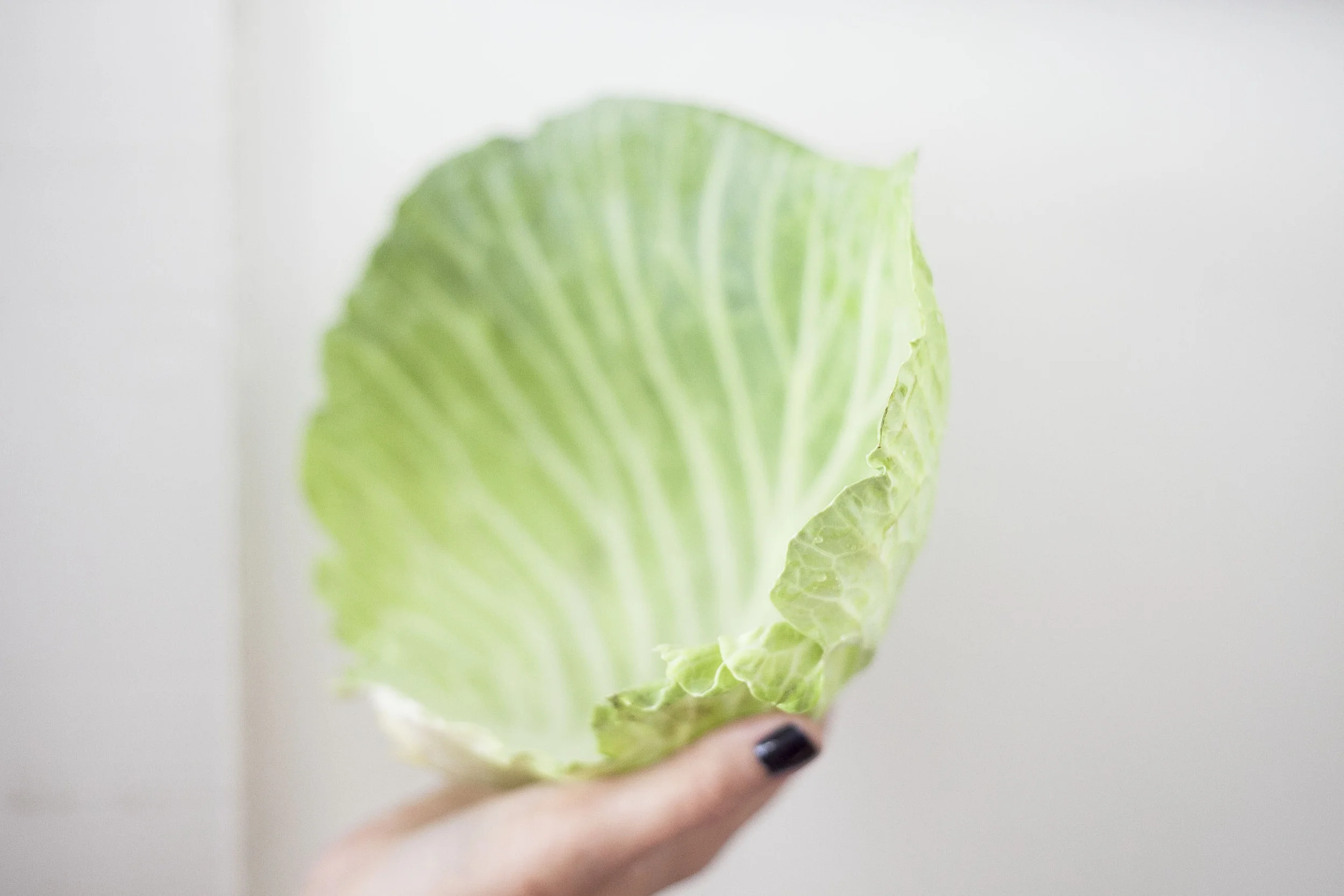 cabbage