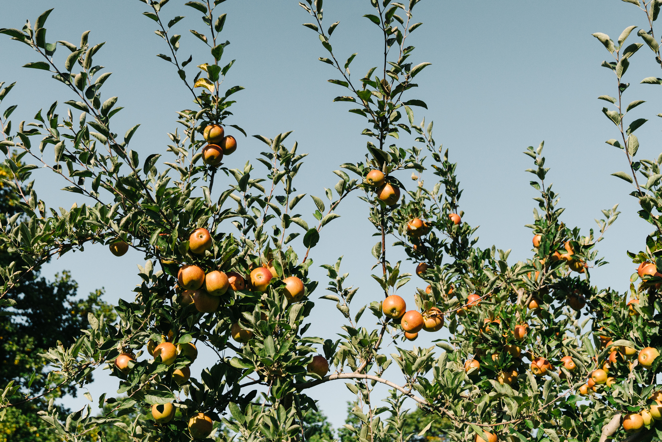 northern Virginia apple orchard picking