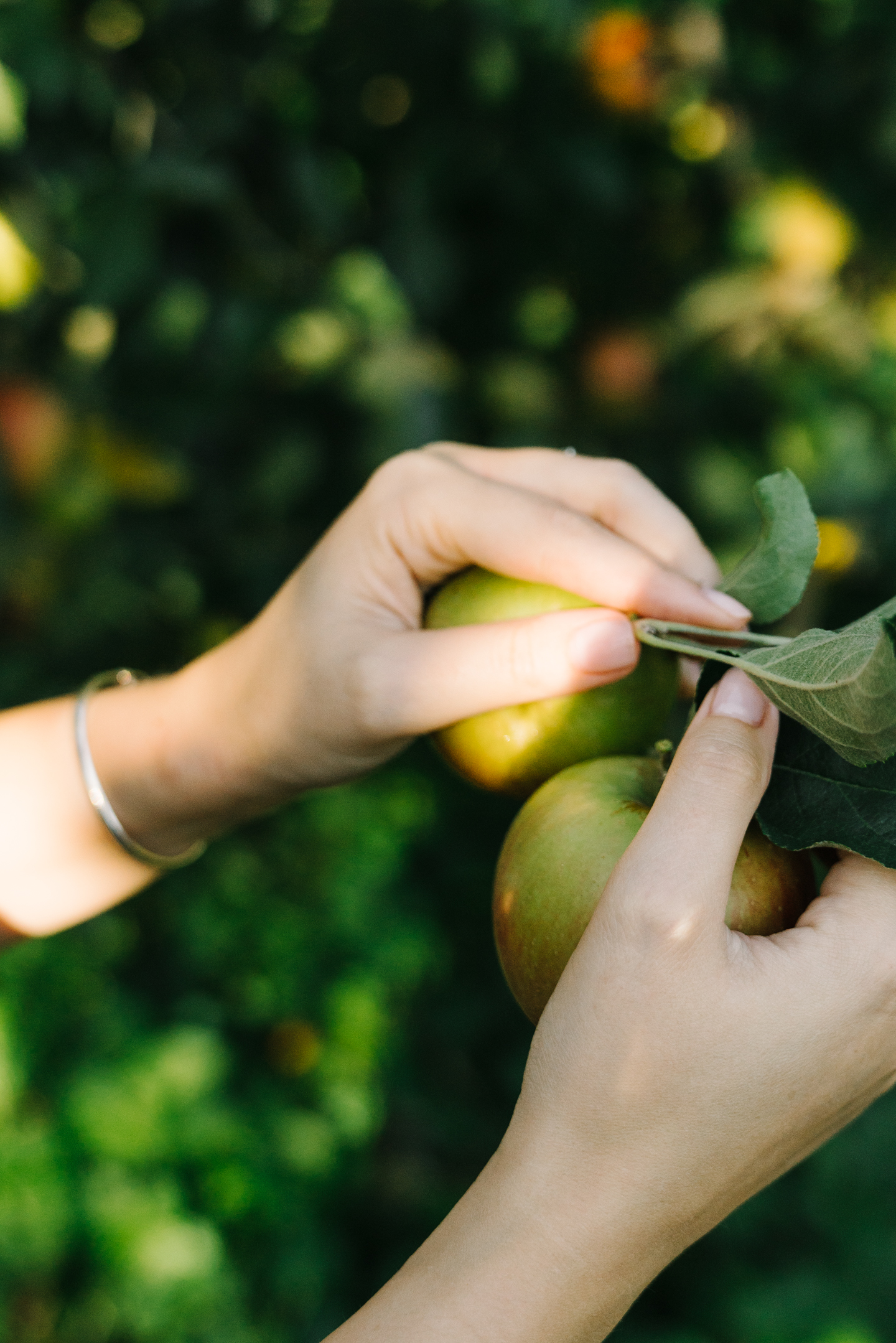 northern virginia apple picking 