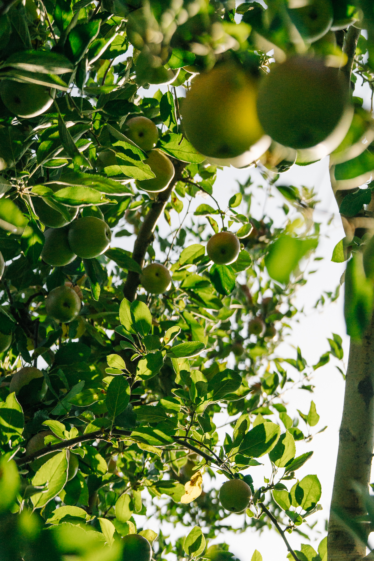 northern virginia apple picking 