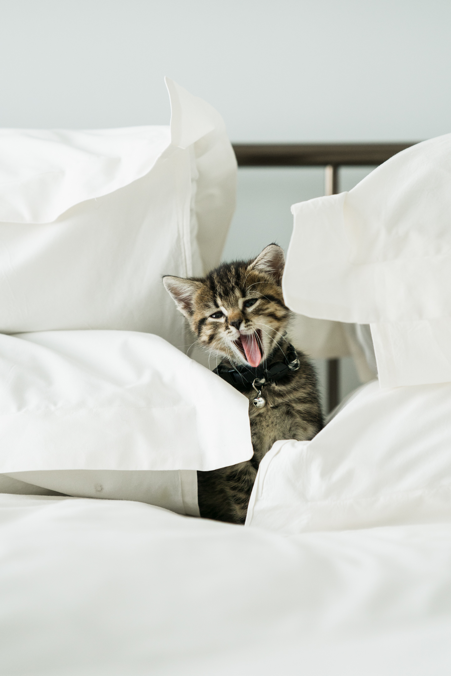 kitten in bed
