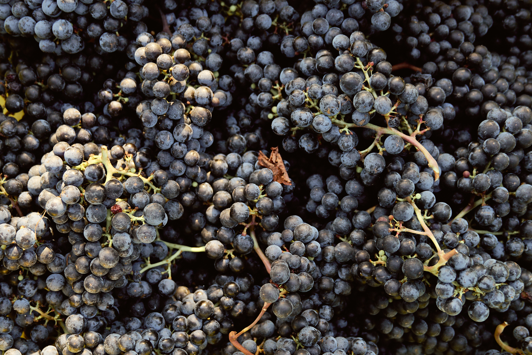 Virginia Vineyard Merlot Harvest