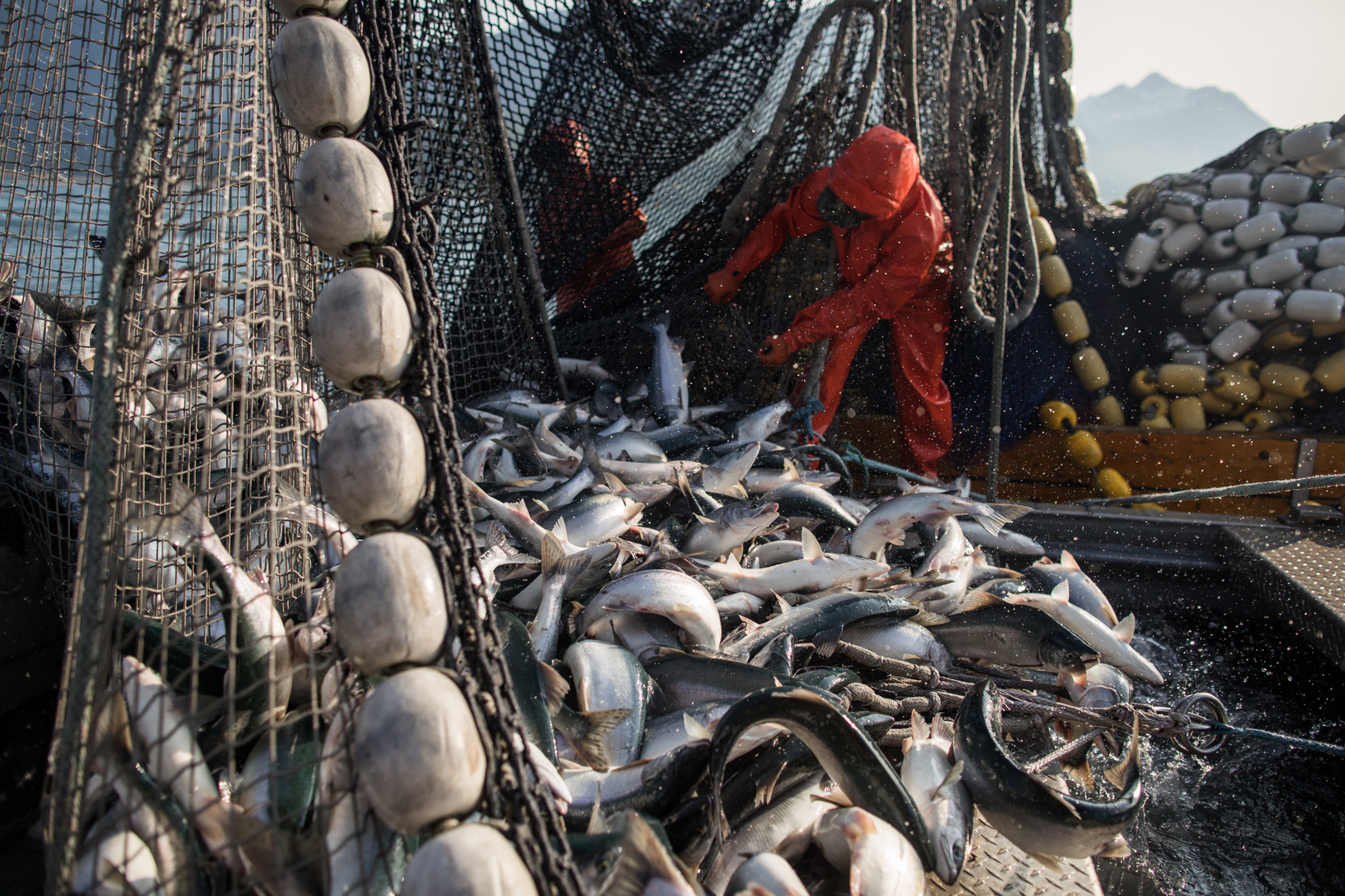 What Seafood Is Healthiest and Most Environmentally Responsible? 3 Ways to Use Canned Alaska Salmon 