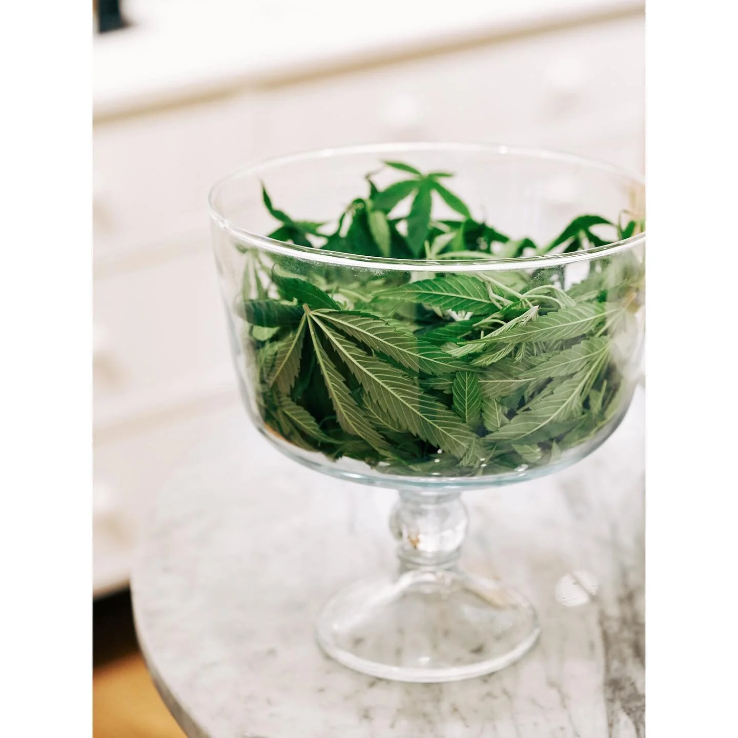 Did a podcast interview this morning and some of the questions were about our CBD drink book. Kicking myself for not sharing the story of how we picked up a giant box of hemp leaves from a grower in early legality days driving EXACTLY the speed limit