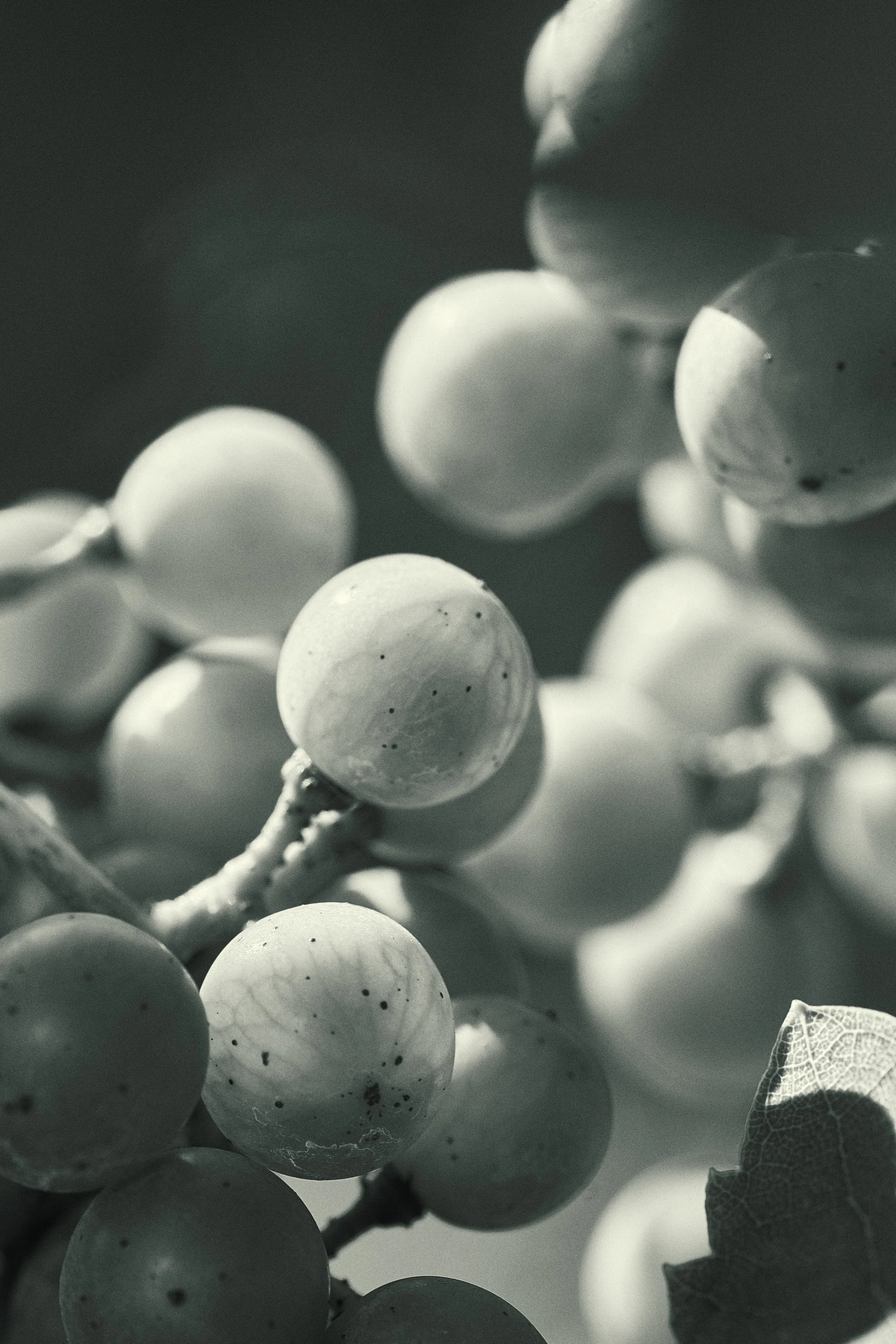 CB_botanicals_8_b 6.jpg
