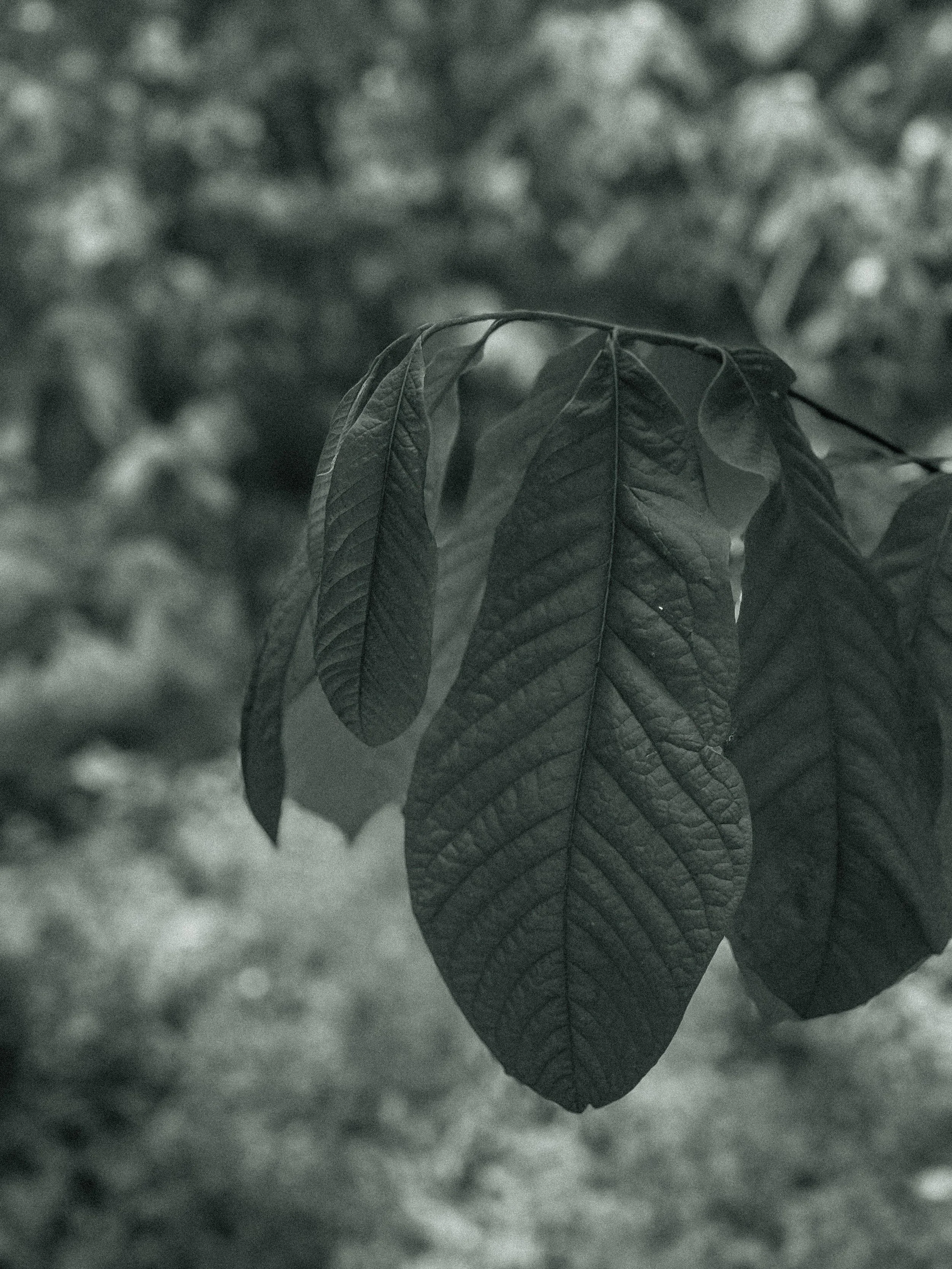 Holistic Vanity and Aging: The Wrinkle Report