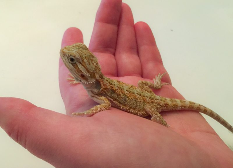 This is the day we brought him home, march 11. just like a lil baby, he's all head. *snif*