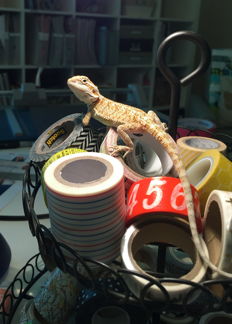 Yep, he's sitting on my washi tape. A favorite spot. 