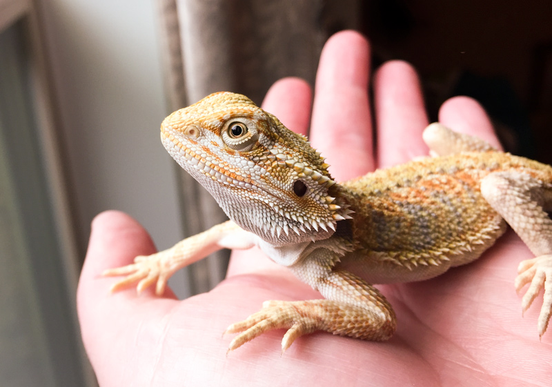 Hello there, handsome! Why don't we greet the sun? taken today, april 28. Getting so big!