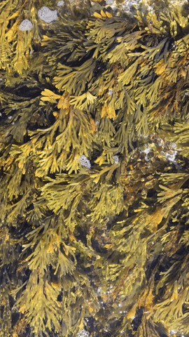 giphy (2).gif