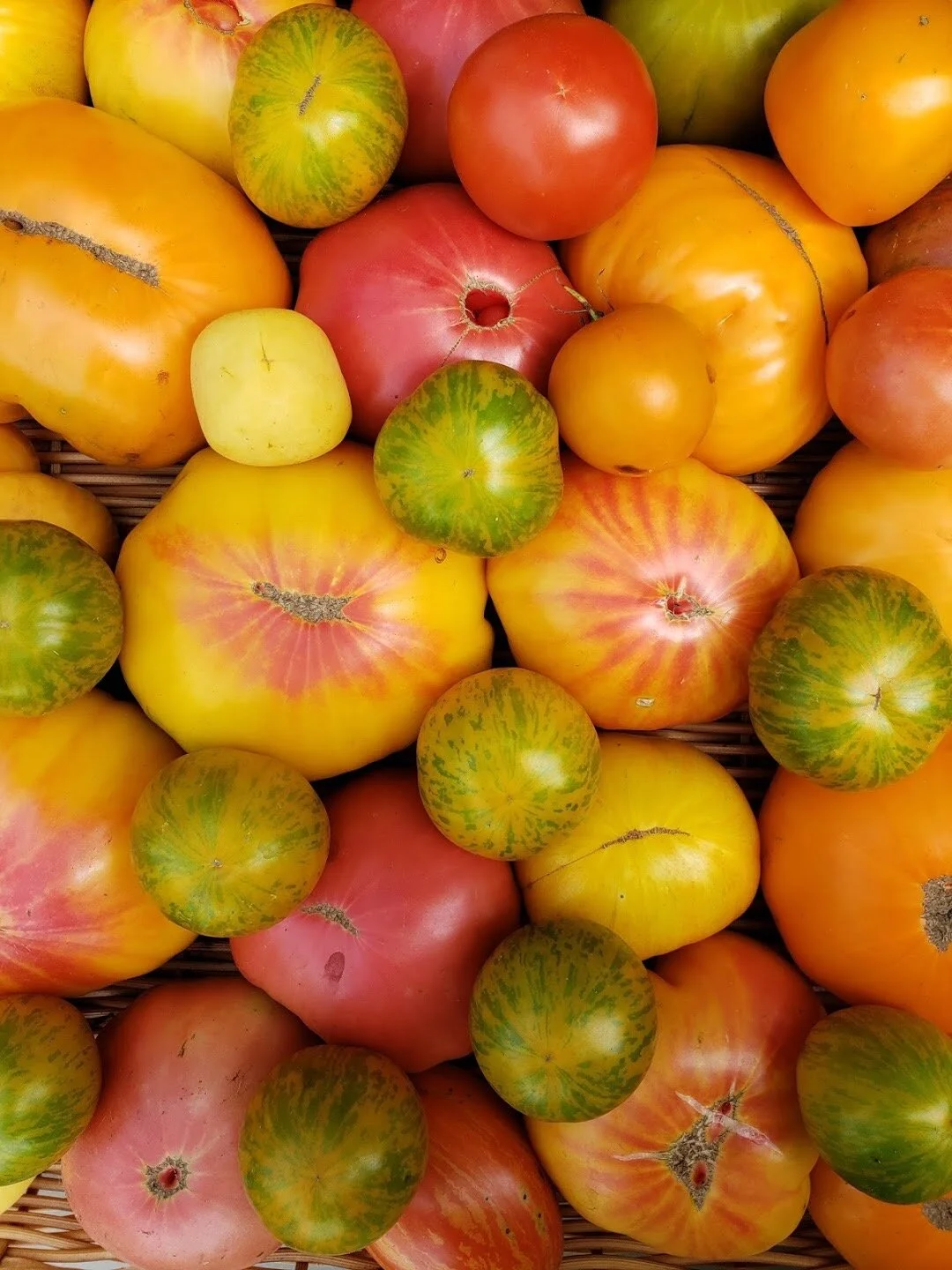 Tomatos.JPG