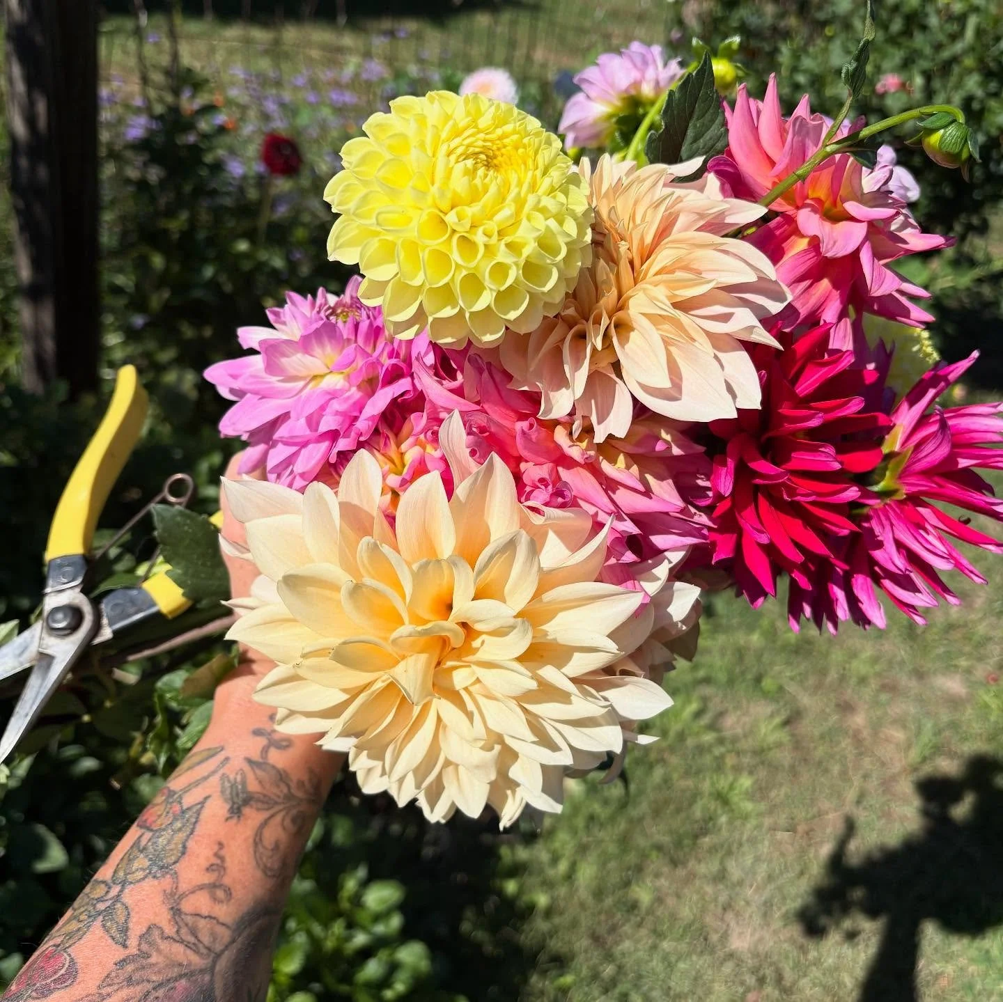 between people, pups, produce, and pollinators it’s been a BUSY end of summer season around these parts! 
and despite weather challenges, it’s been a pretty wonderful season for everything from nightshades to fruits and flowers here at