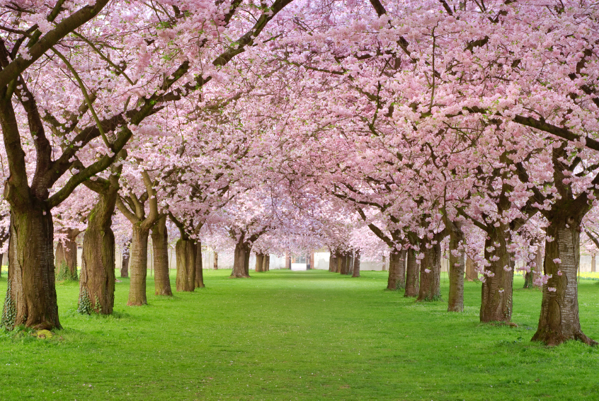 Heaven in Japan? Or hell in allergy season?