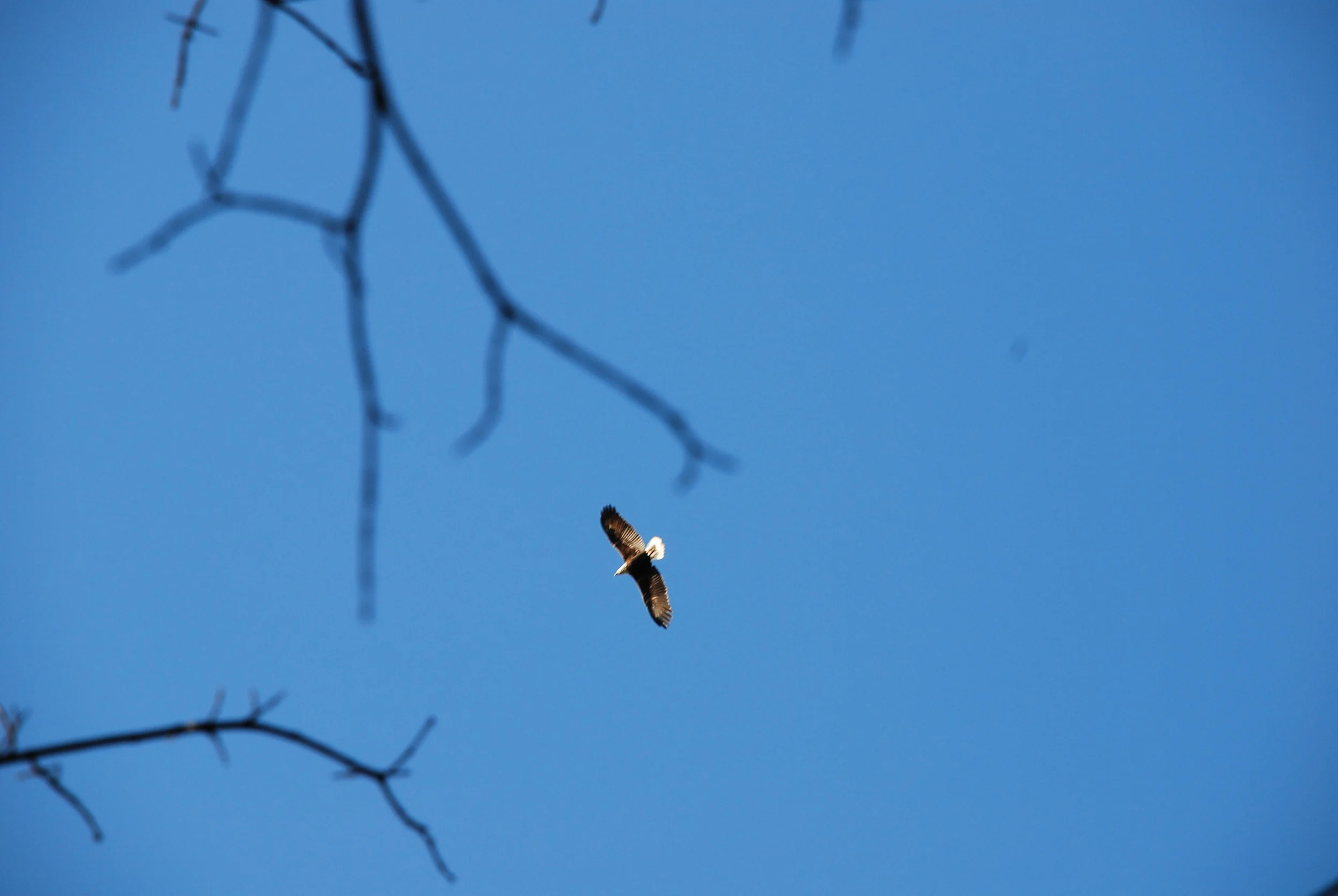 DSC_1651.jpg