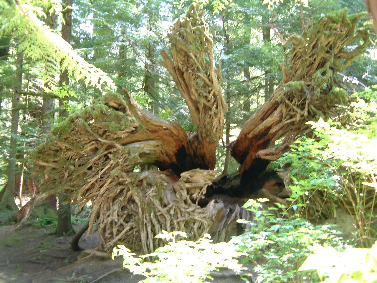 DSCF0239_3.jpg