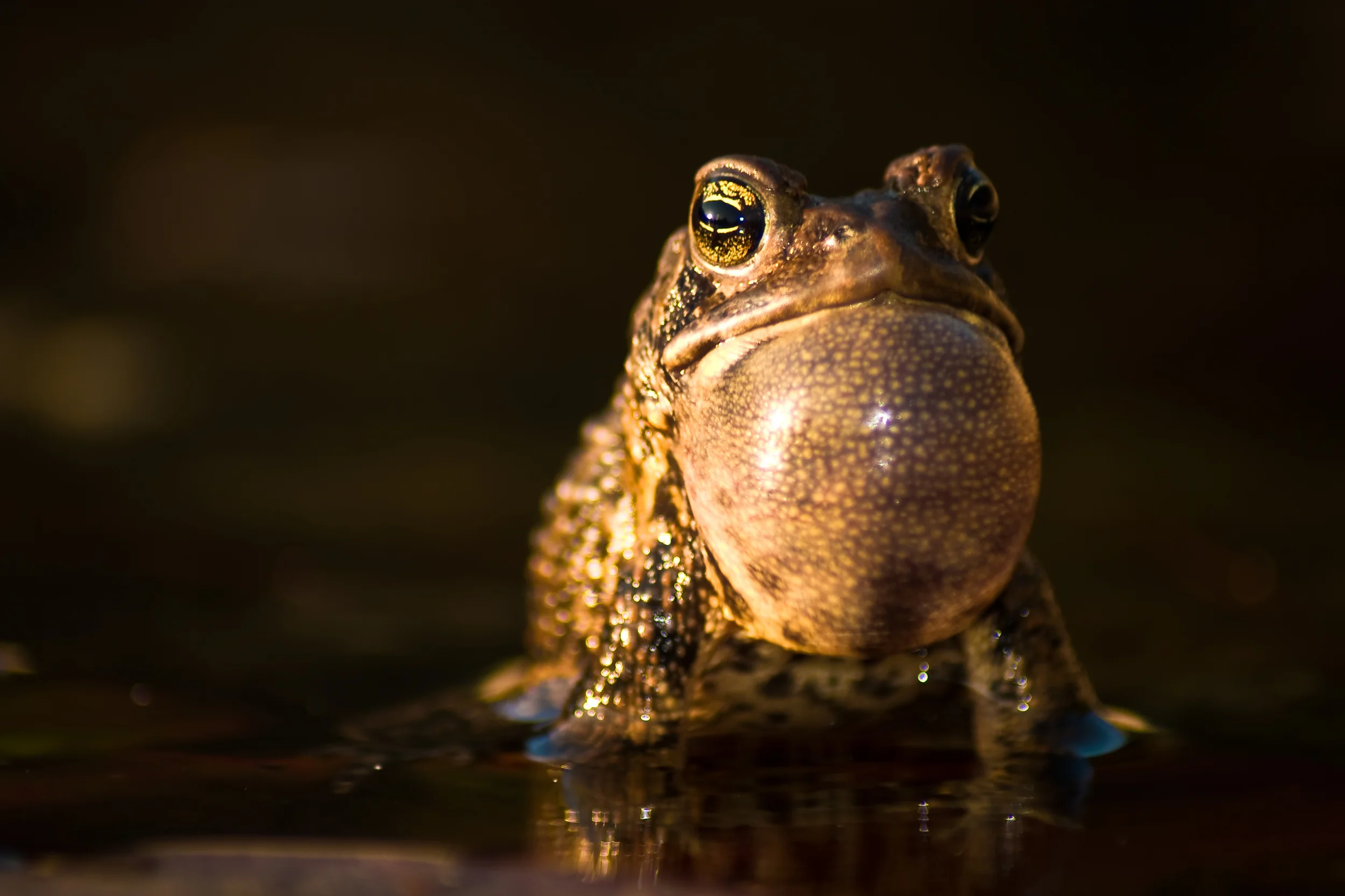 Calling Toad-5.jpg