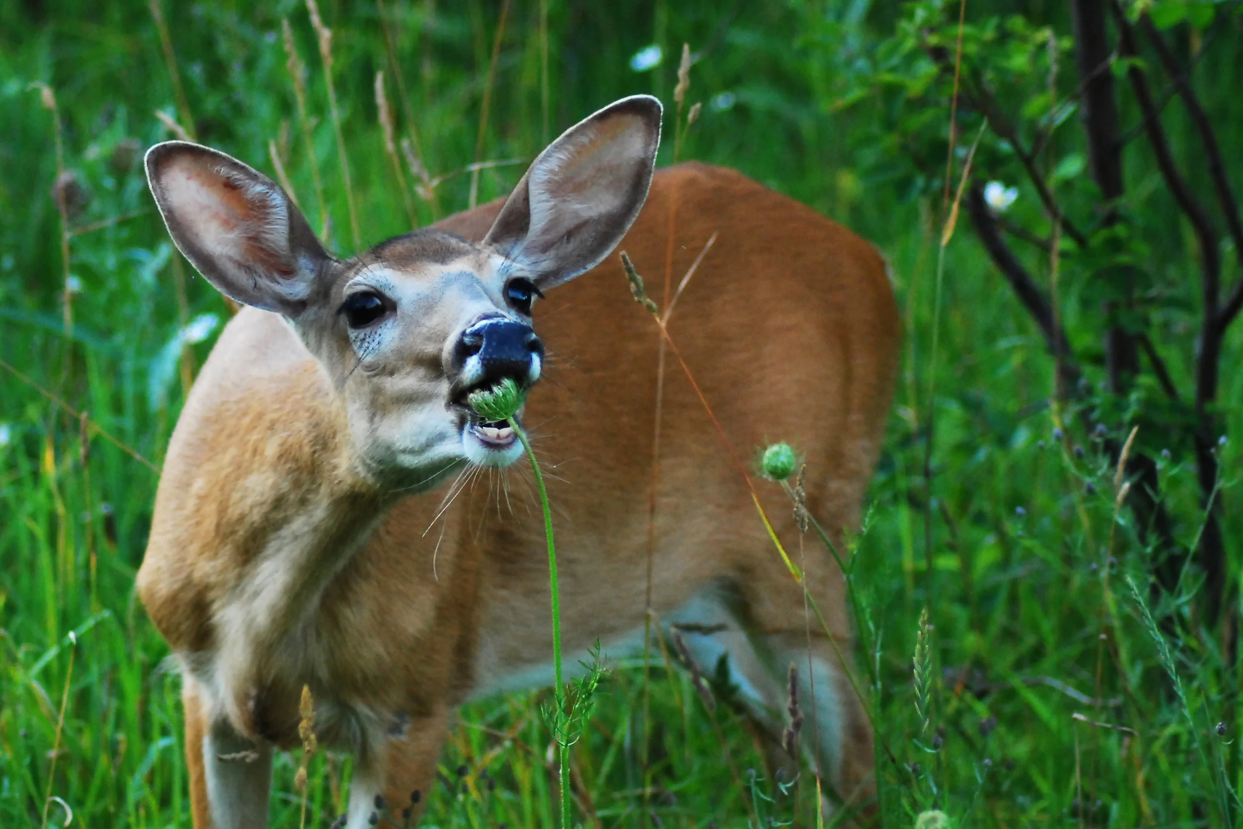 Eating.jpg