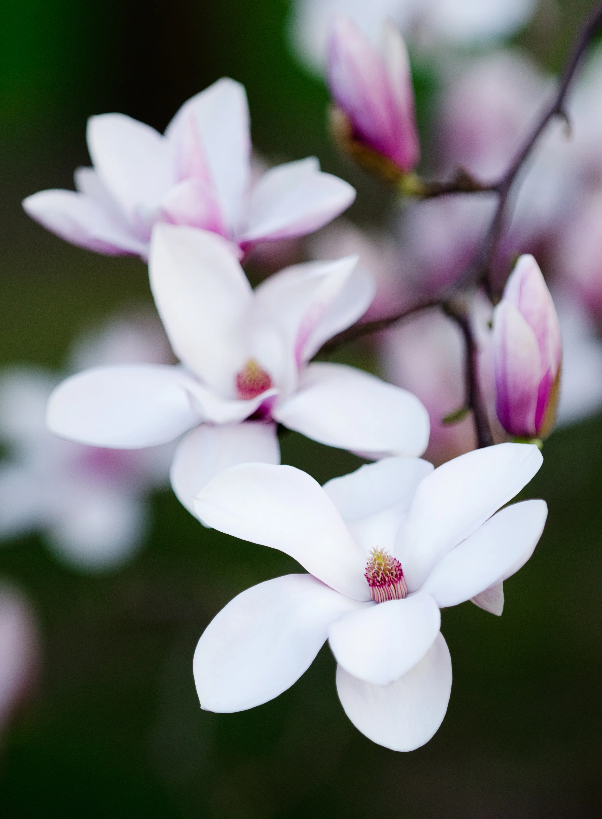 Chapel Magnolia-2773 SS.jpg