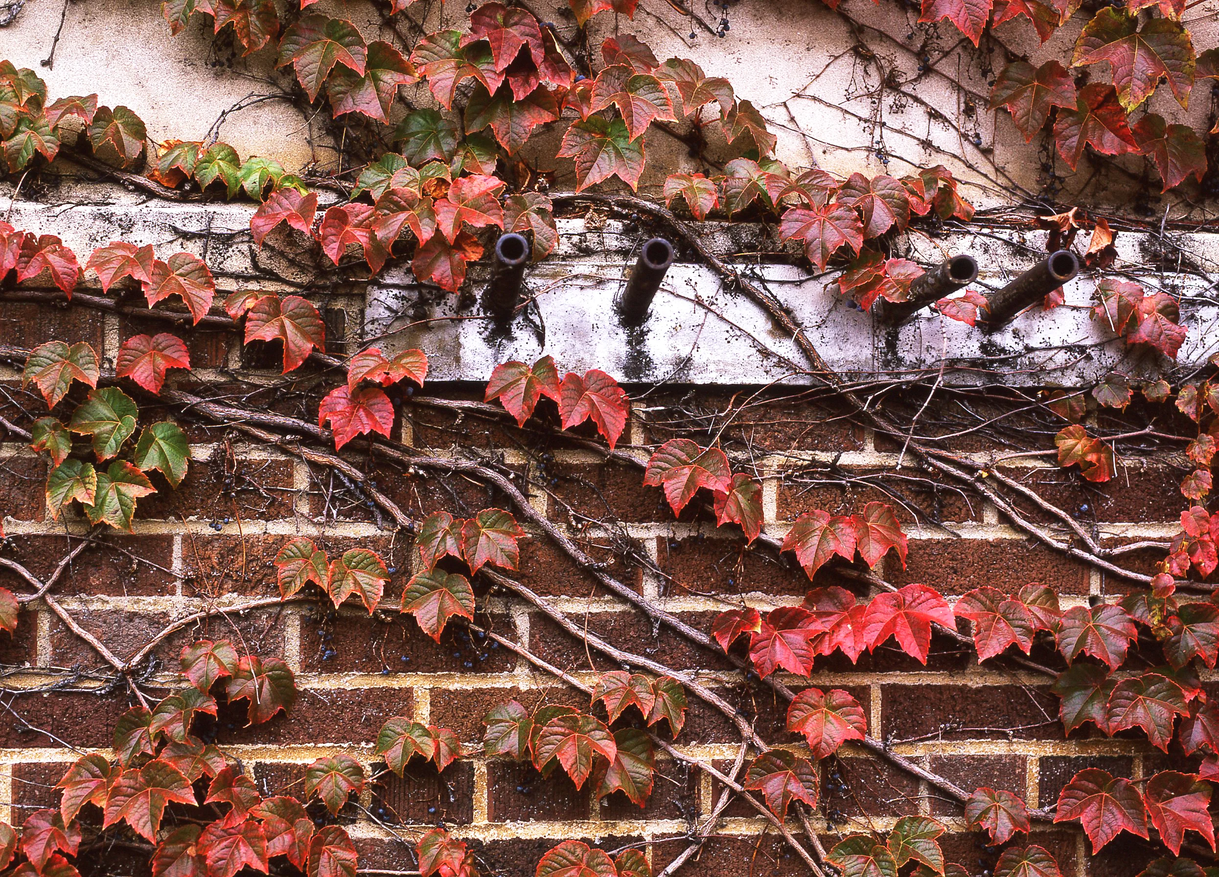Ivy-003 SS.jpg