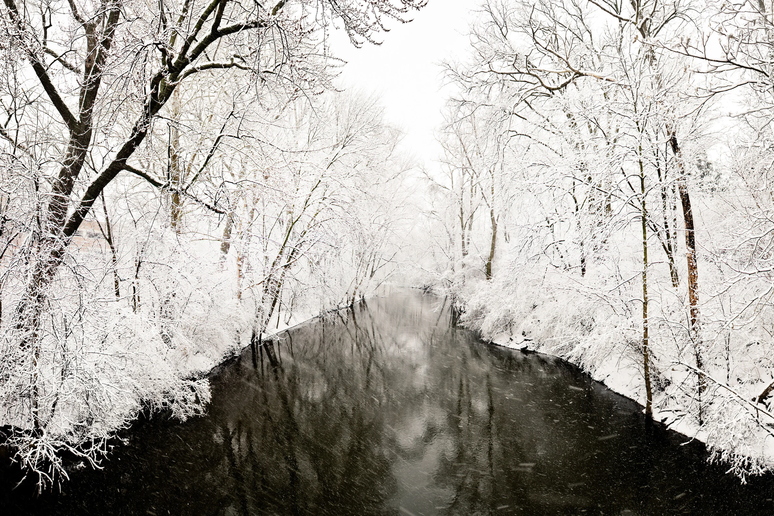 Red Cedar in Winter Storm 2x3 Smaller-3.jpg