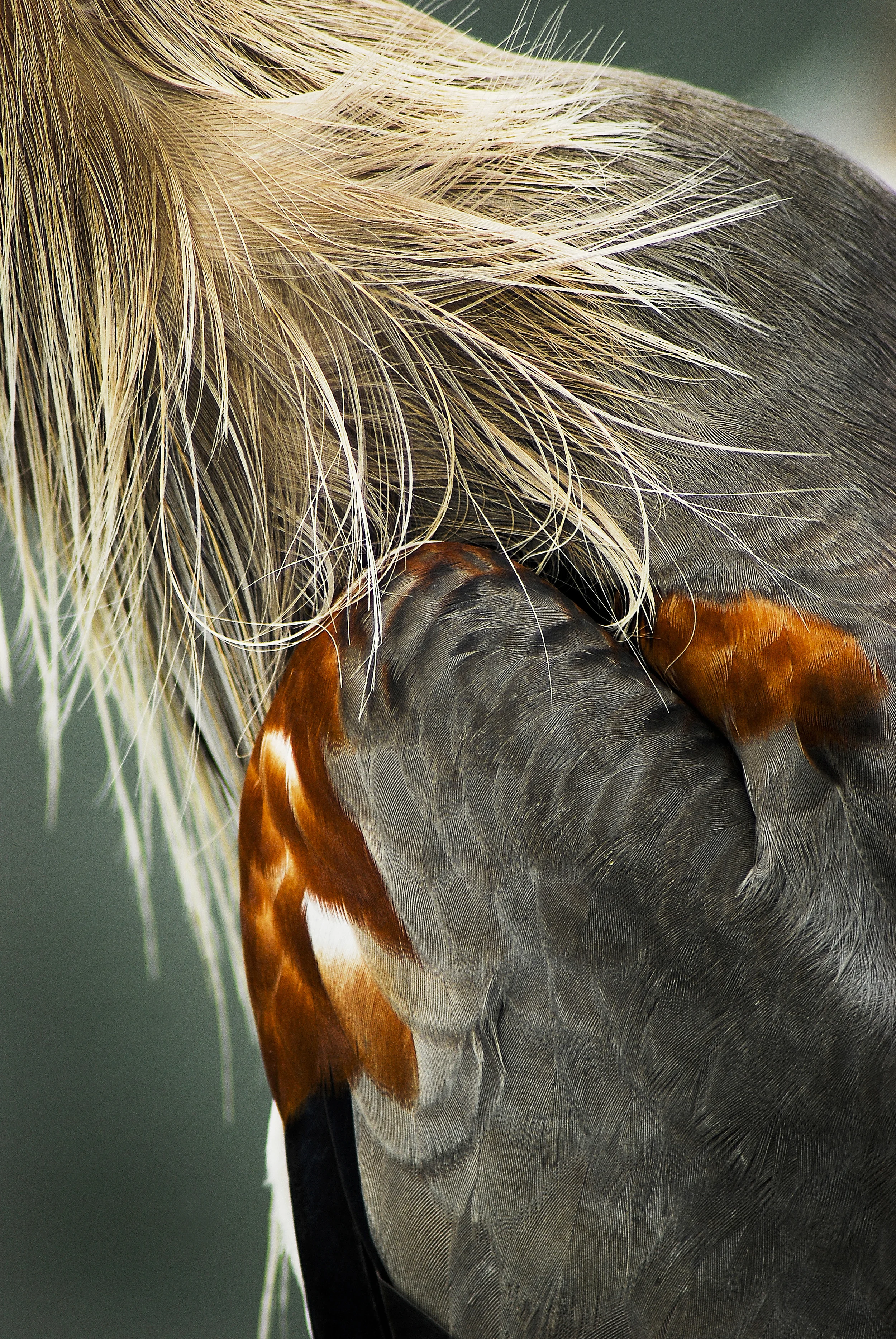 Heron Wing.jpg