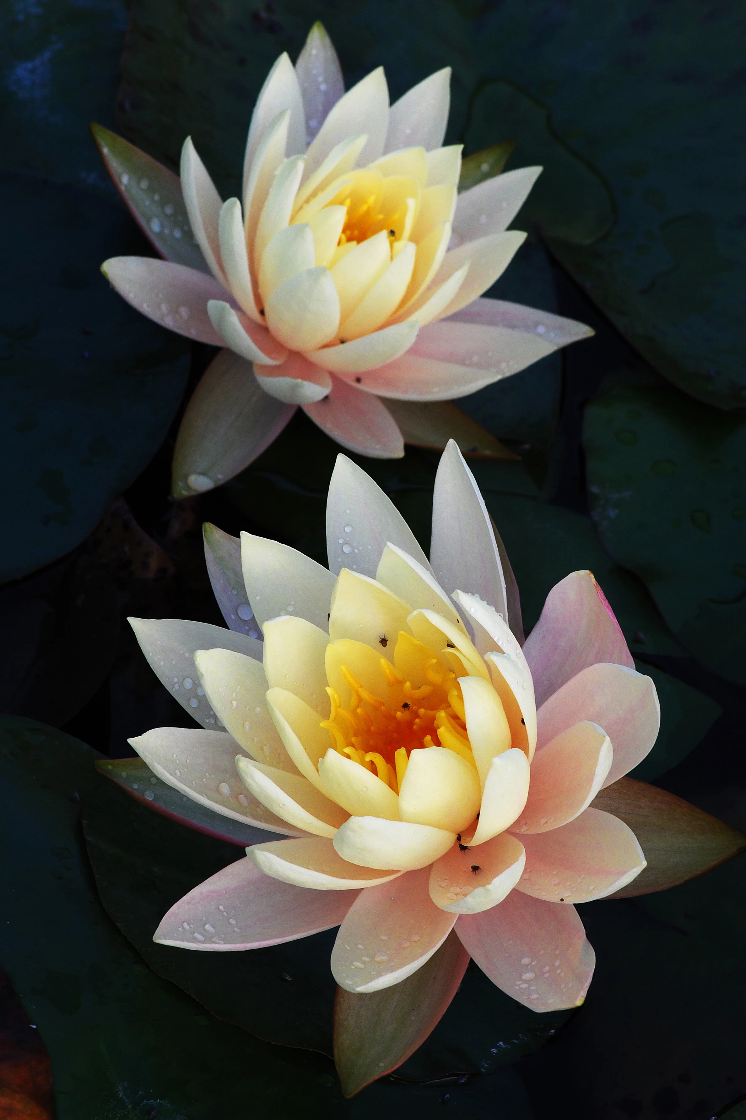 Lilies.jpg