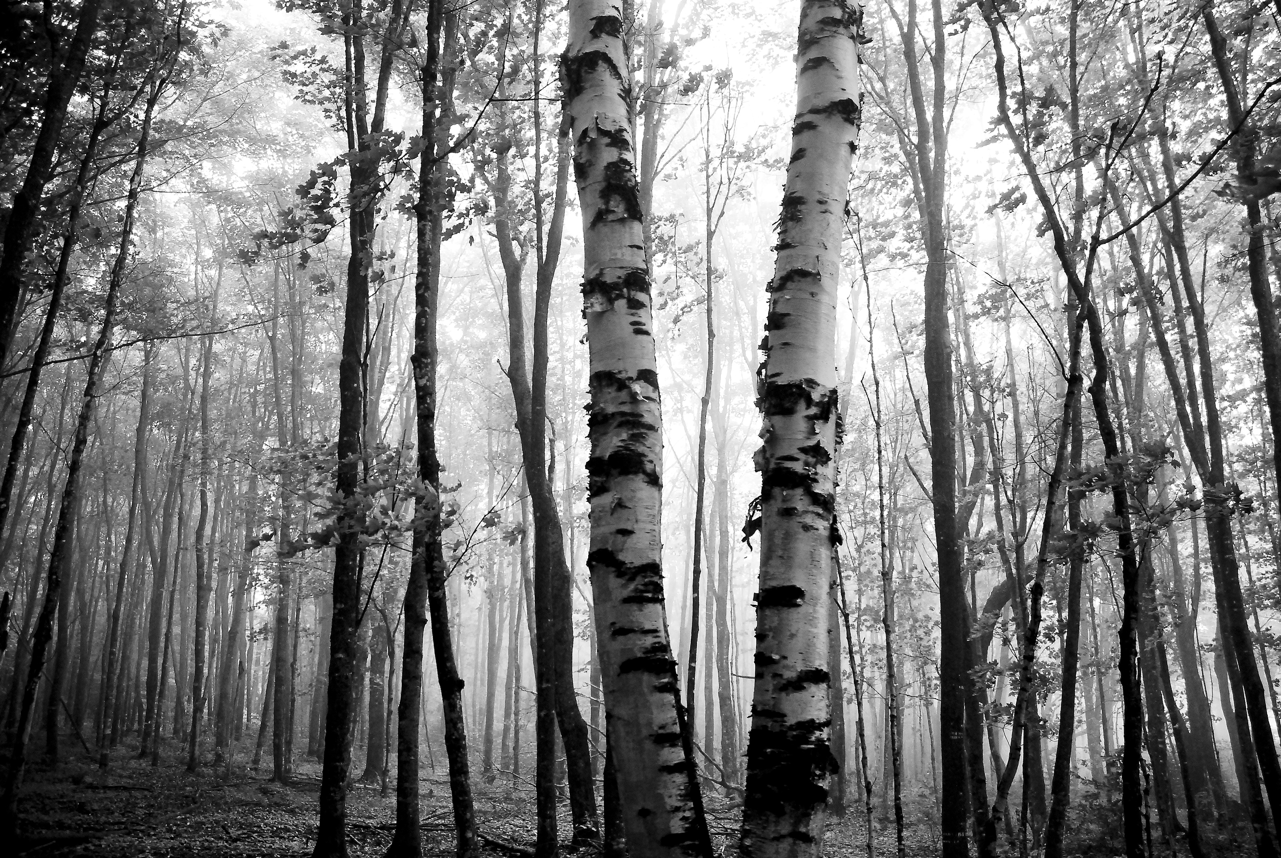 Northern Woods.jpg