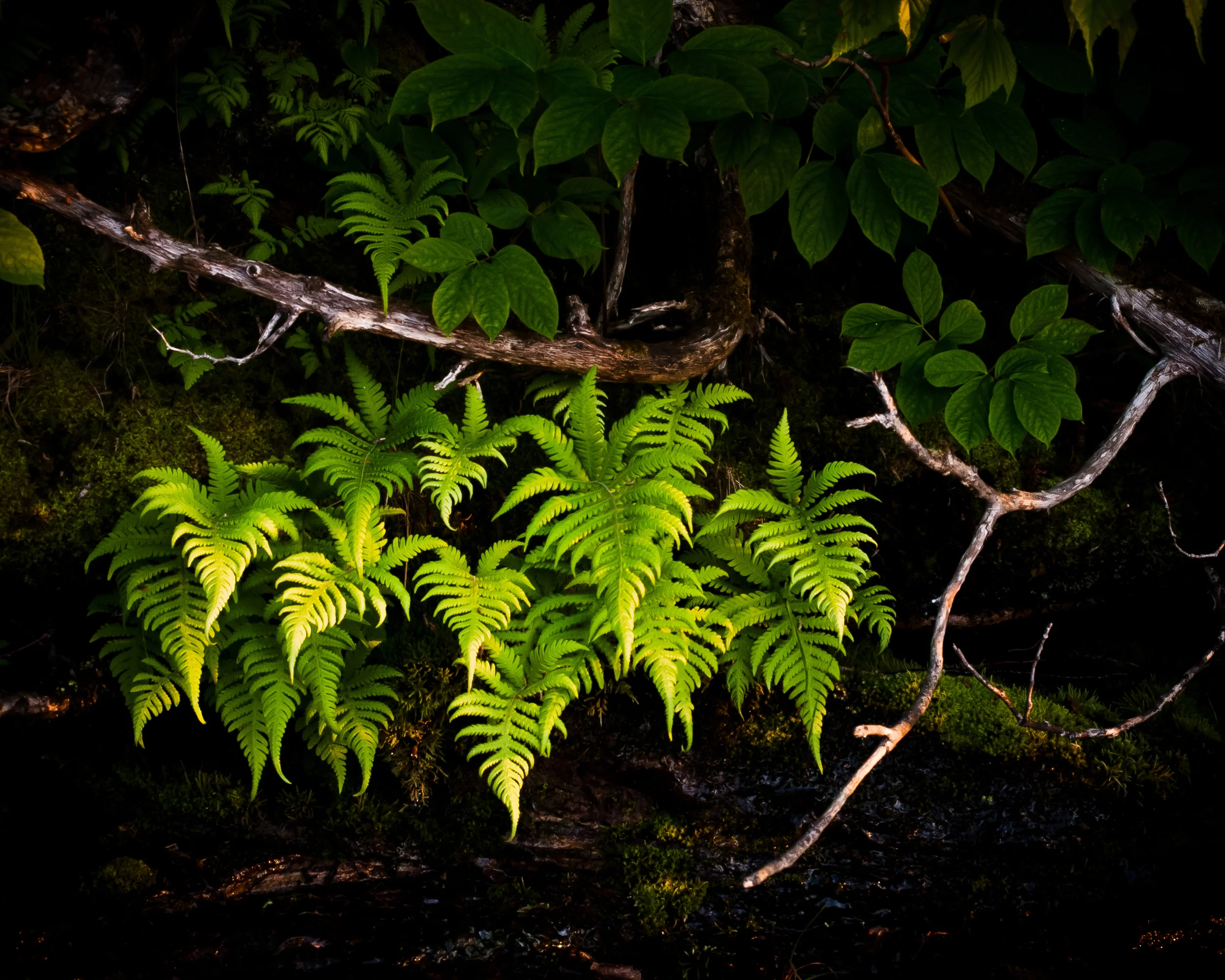 Ferns-2862 SS.jpg