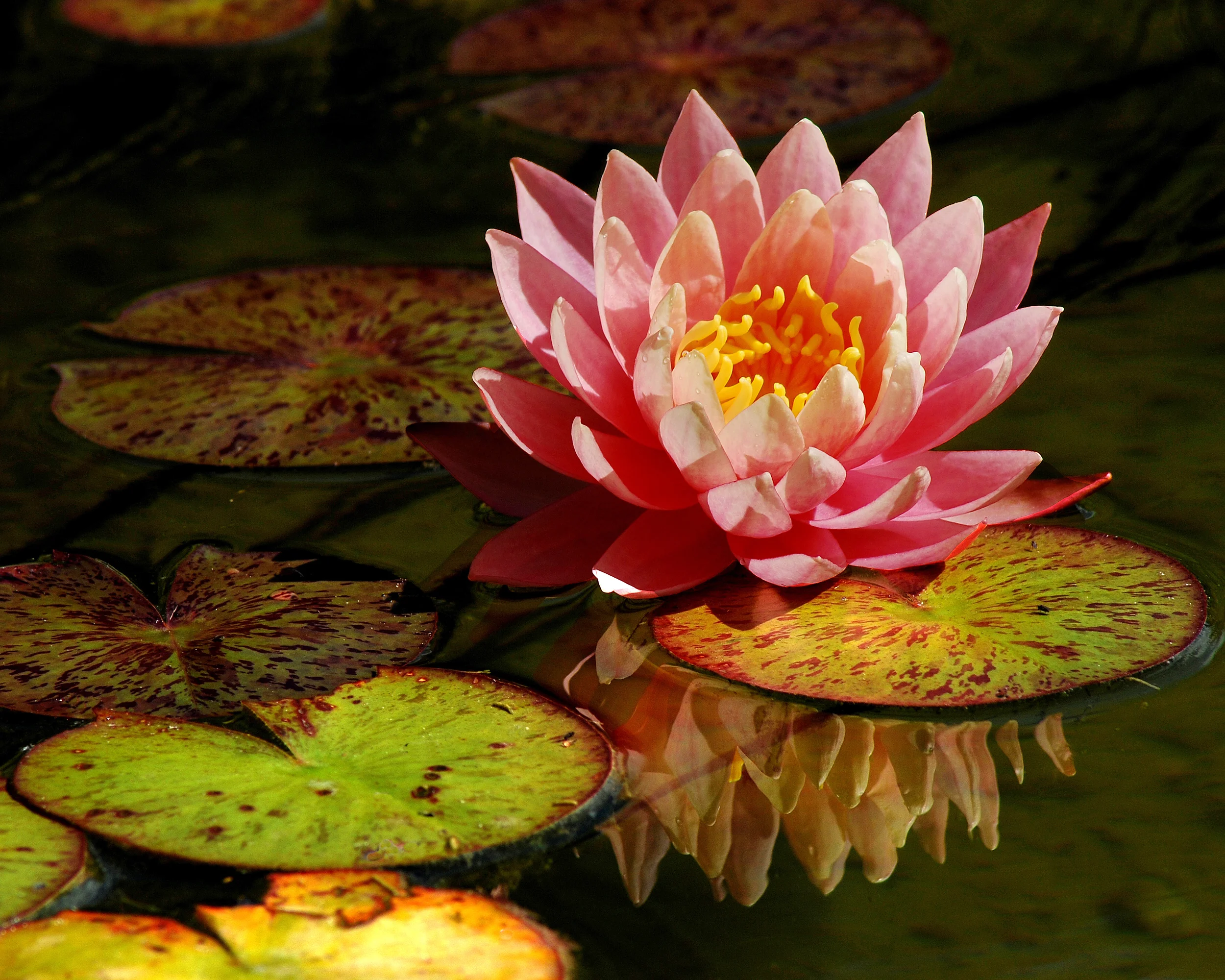 Pink Lily SS.jpg