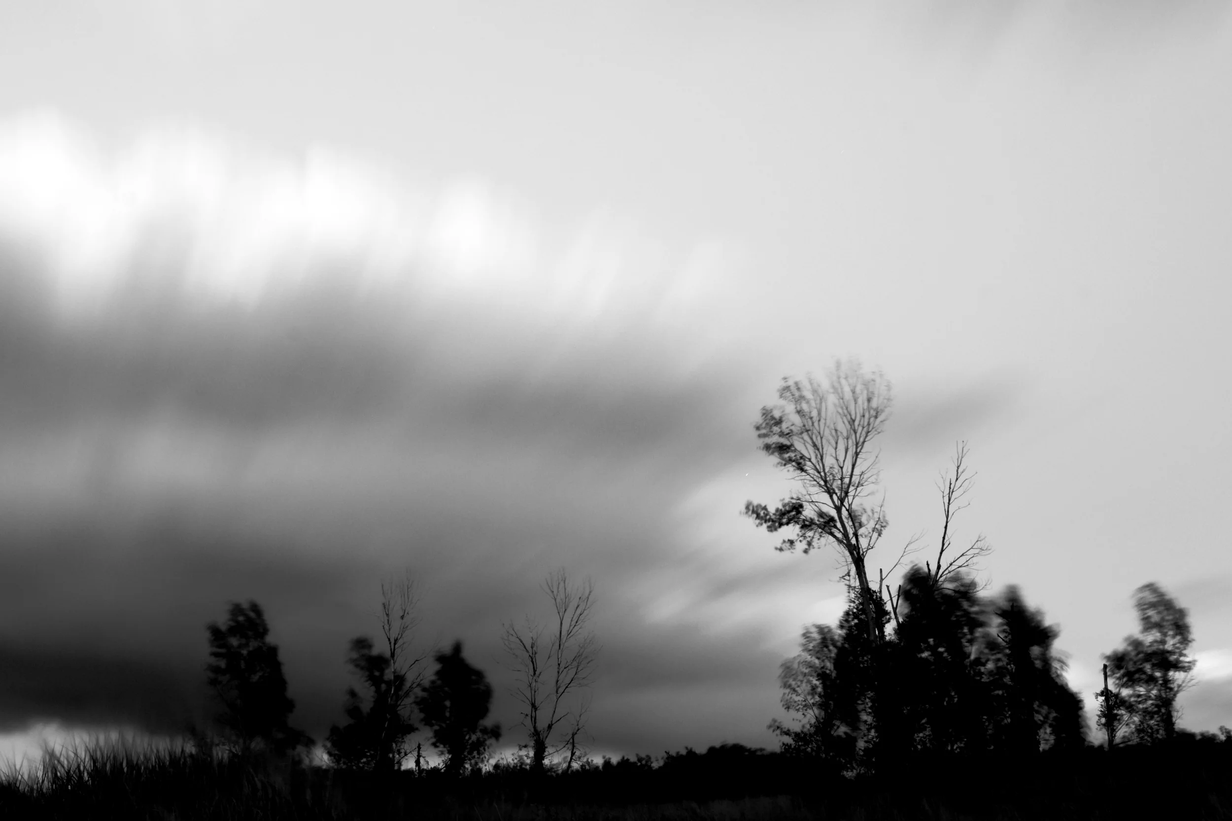 Blowing Trees SS.jpg