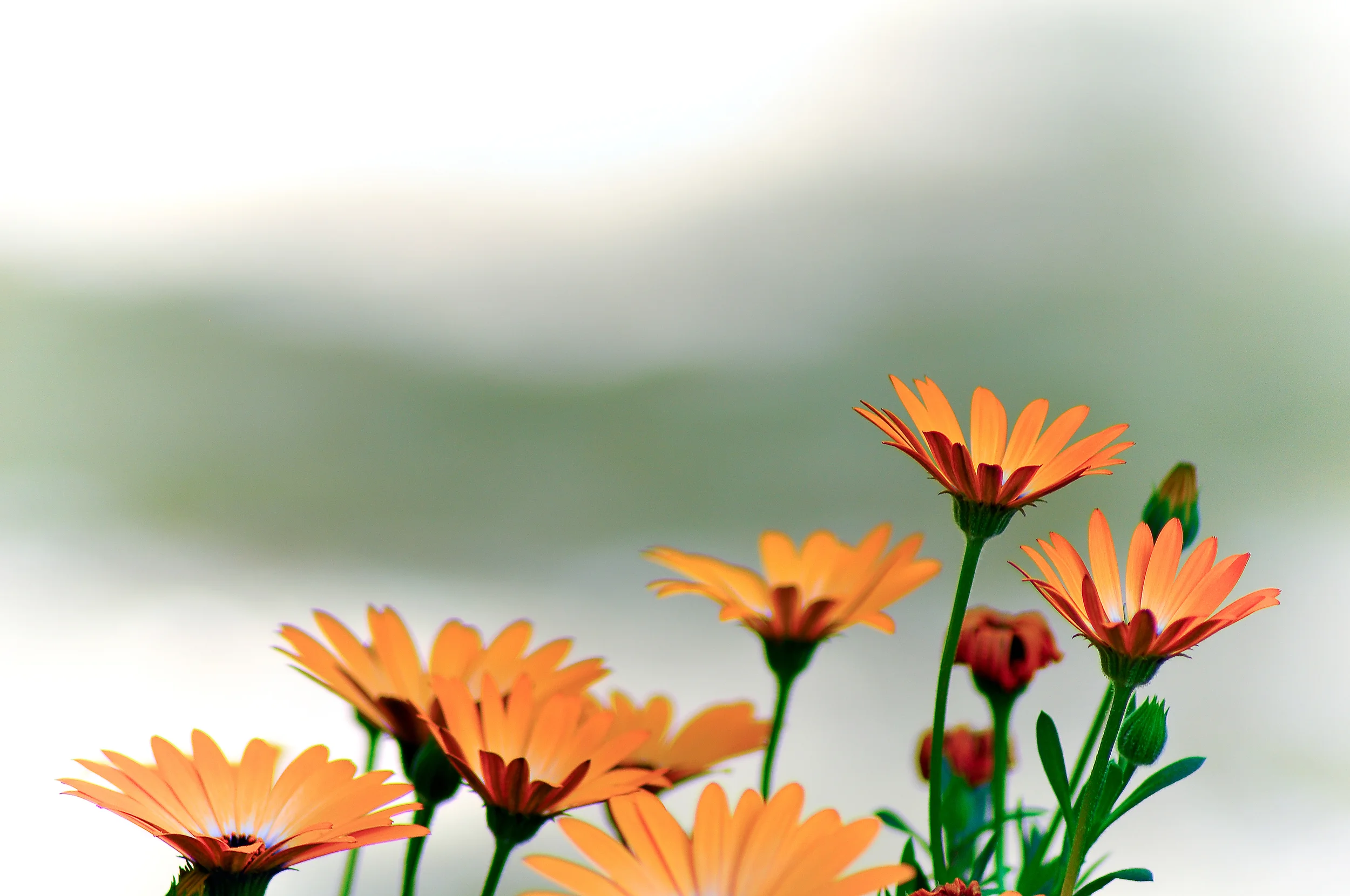 Sunflowers SS.jpg