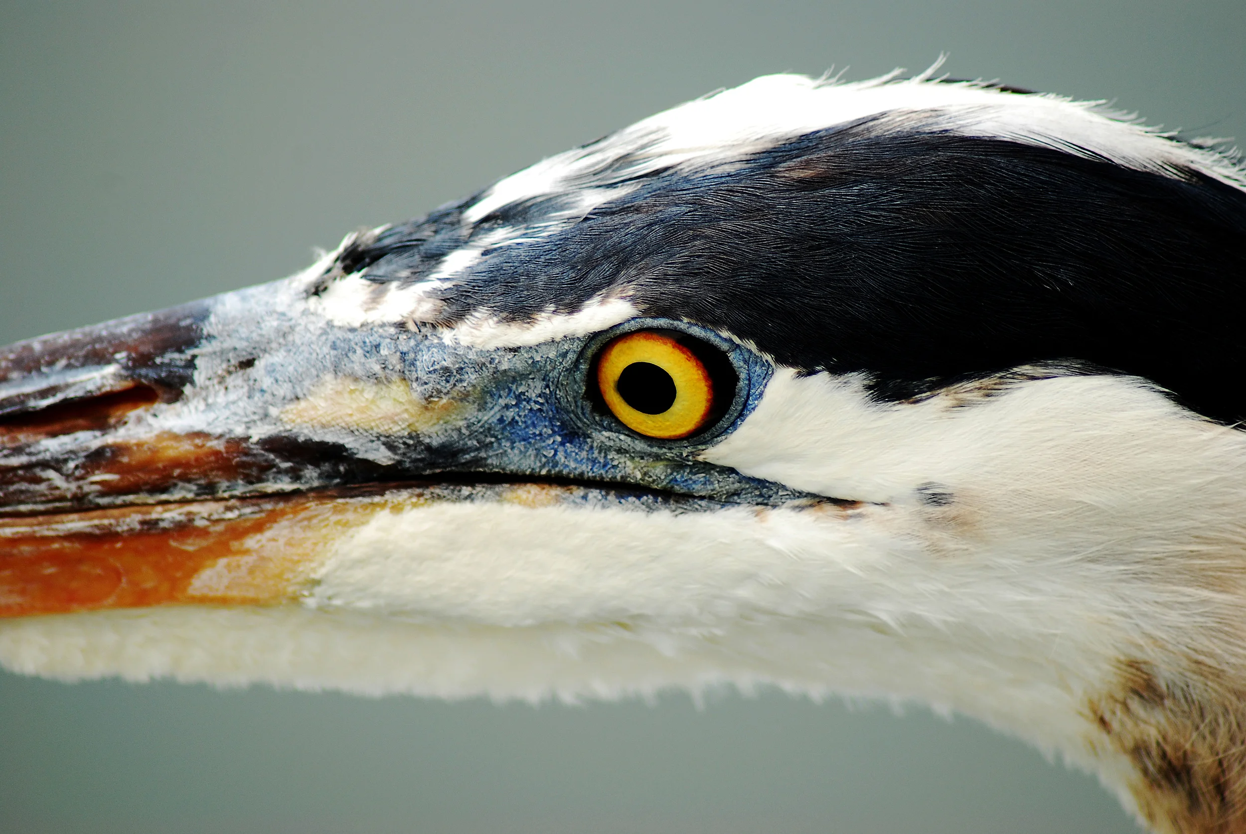 Great Blue Heron Eye (Ardea herodias) SS.jpg